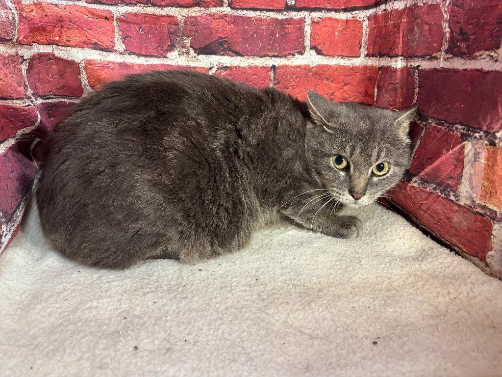 Enlarge Grace, a Adoptable mixed breed in Pittsfield, IL image 6/6