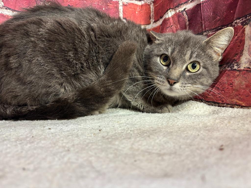 Enlarge Grace, a Adoptable mixed breed in Pittsfield, IL image 5/6