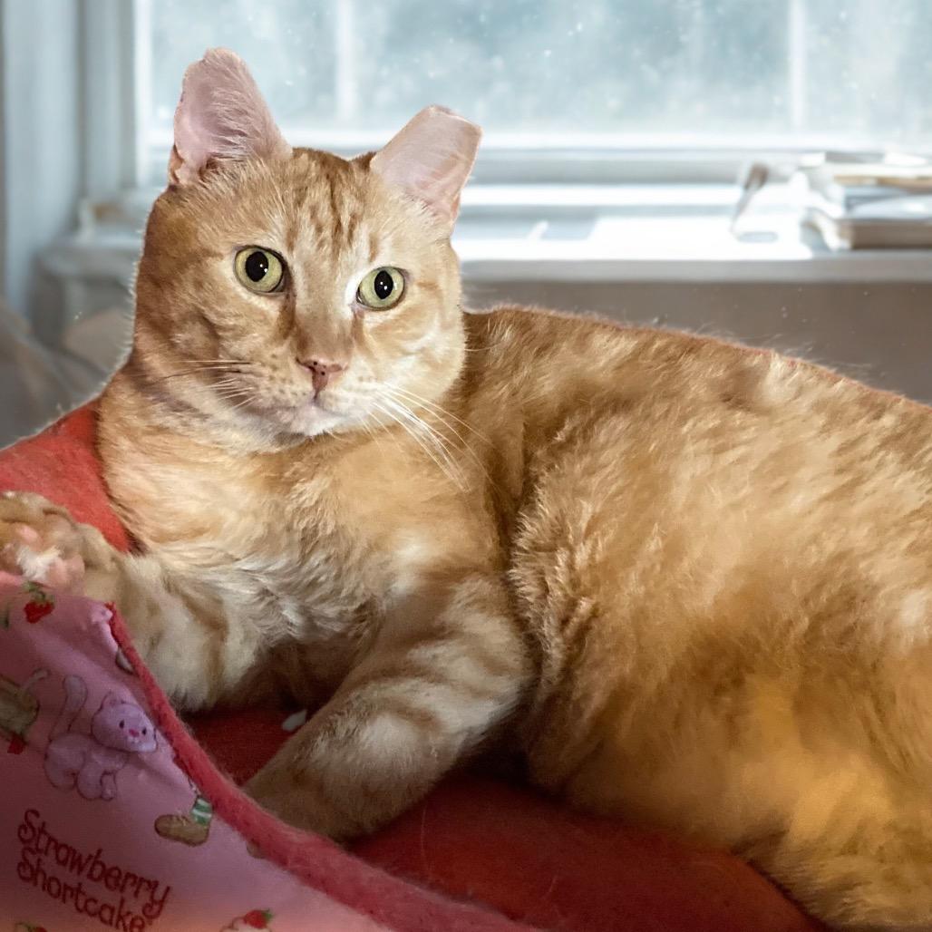 Shepherd, Adoptable, Senior Male Domestic Short Hair.
