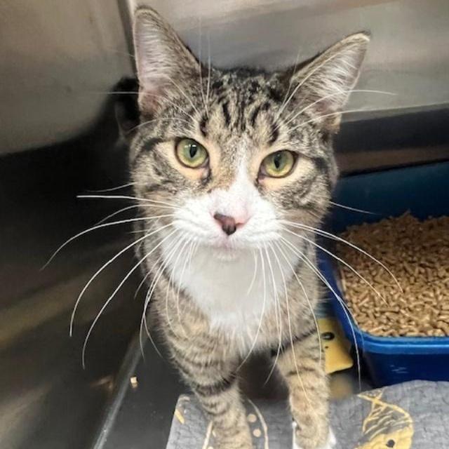 Hollis, a ADOPTABLE Domestic Short Hair in Arlington Heights, IL image 1/4