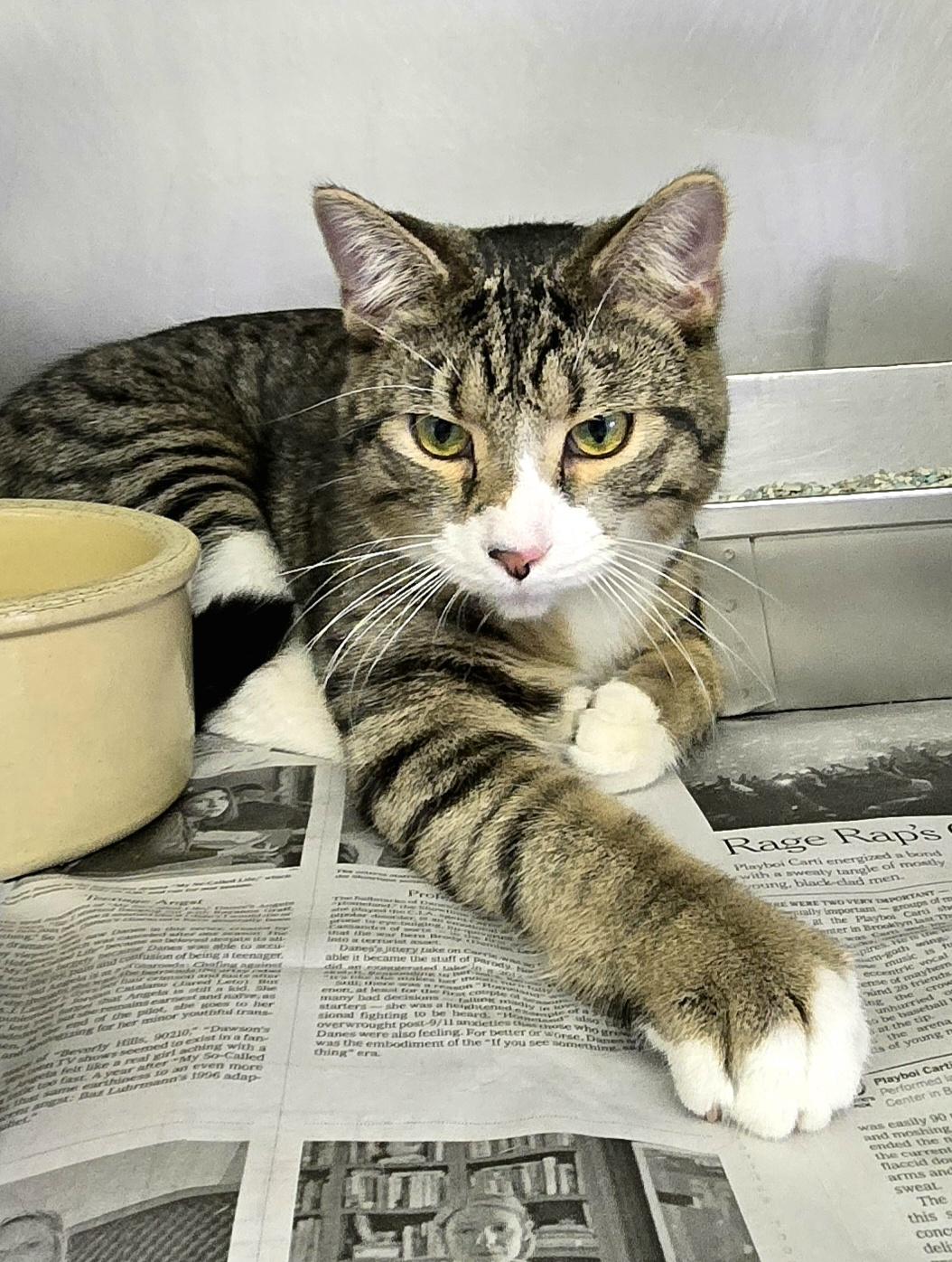 Hollis, a ADOPTABLE Domestic Short Hair in Arlington Heights, IL image 2/4