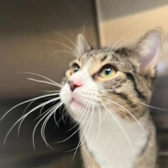 Hollis, a ADOPTABLE Domestic Short Hair in Arlington Heights, IL image 3/4