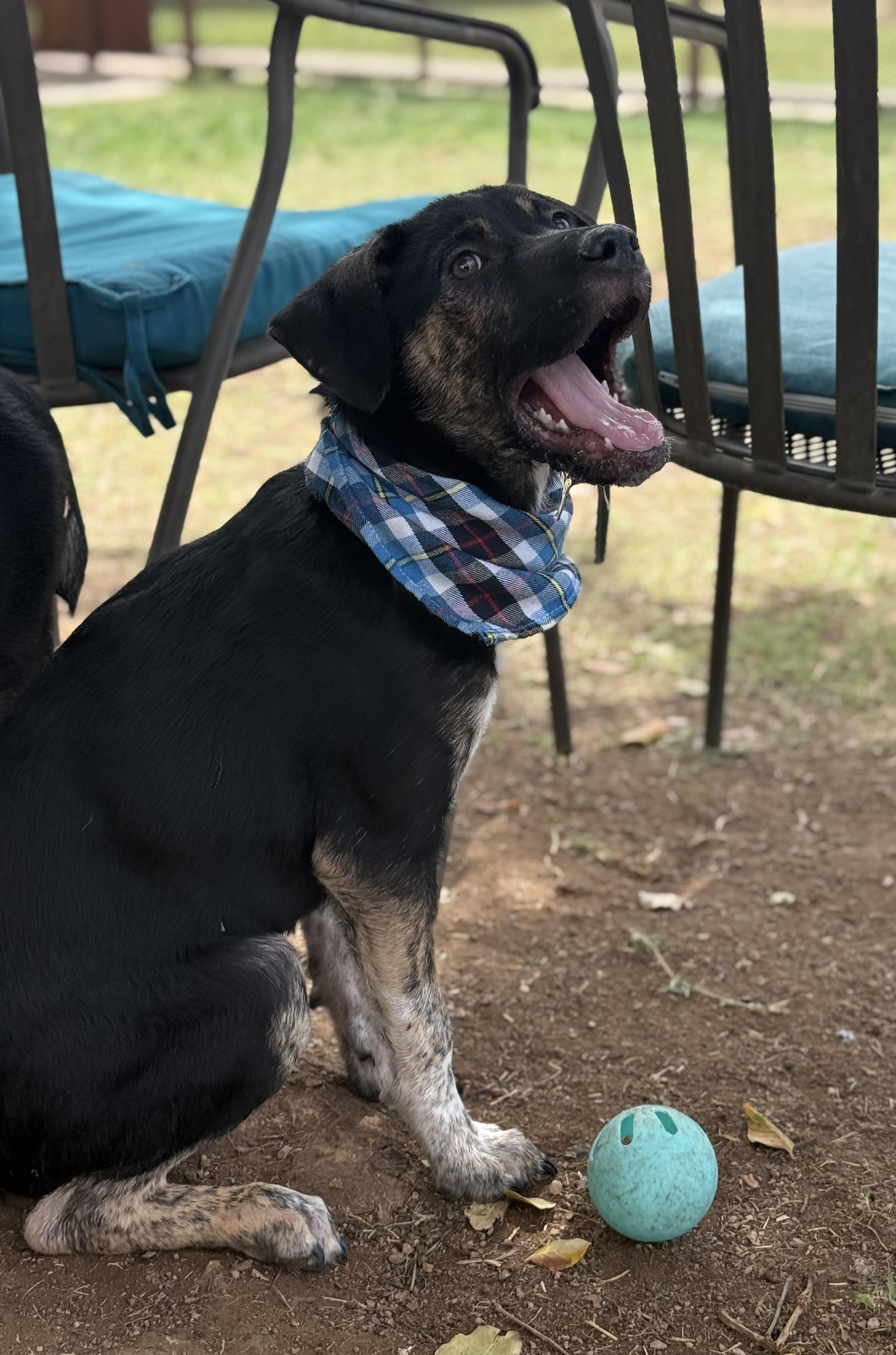 Enlarge Trouble, an adoptable mixed breed in Phoenix, AZ image 2/6