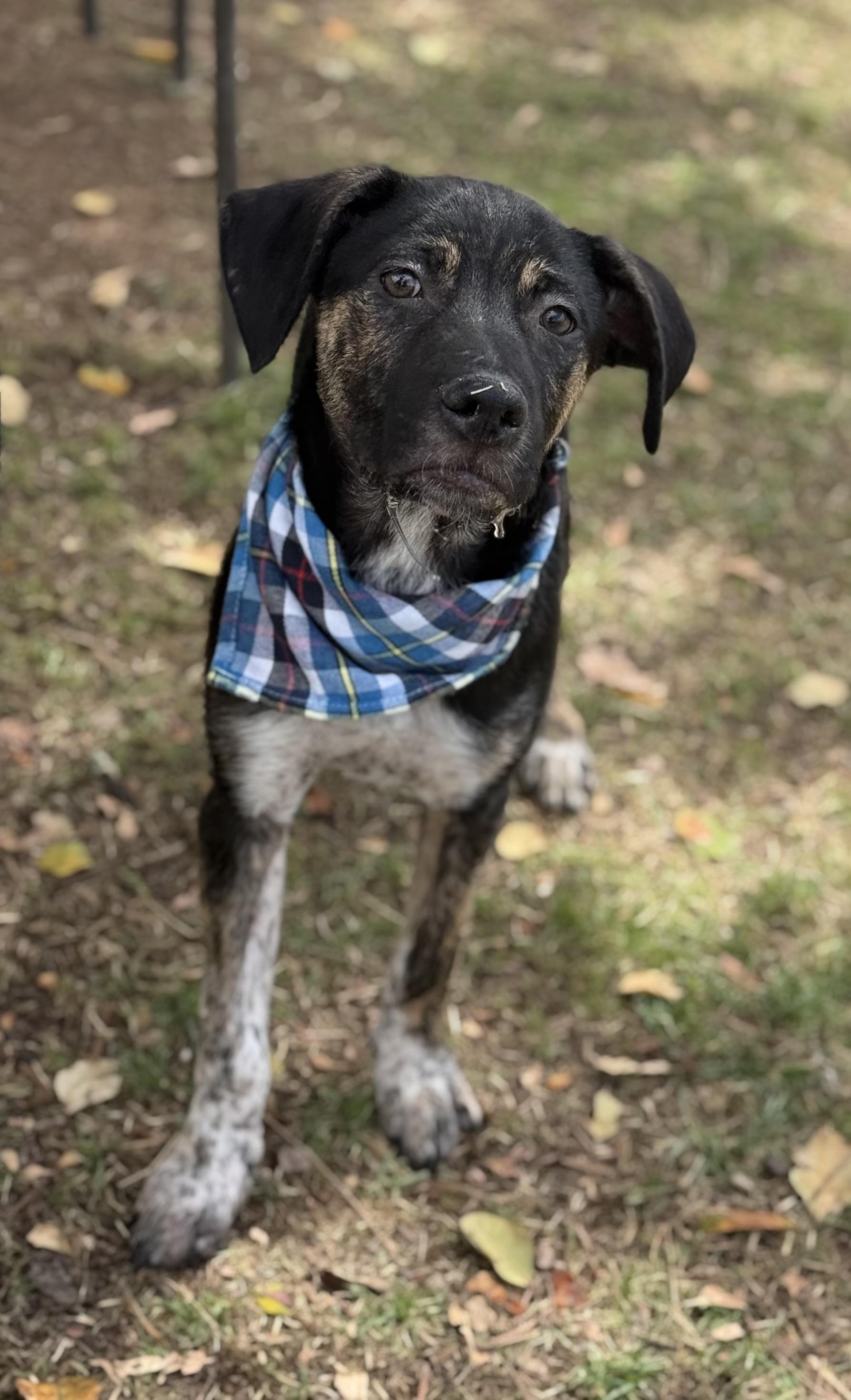 Enlarge Trouble, an adoptable mixed breed in Phoenix, AZ image 3/6
