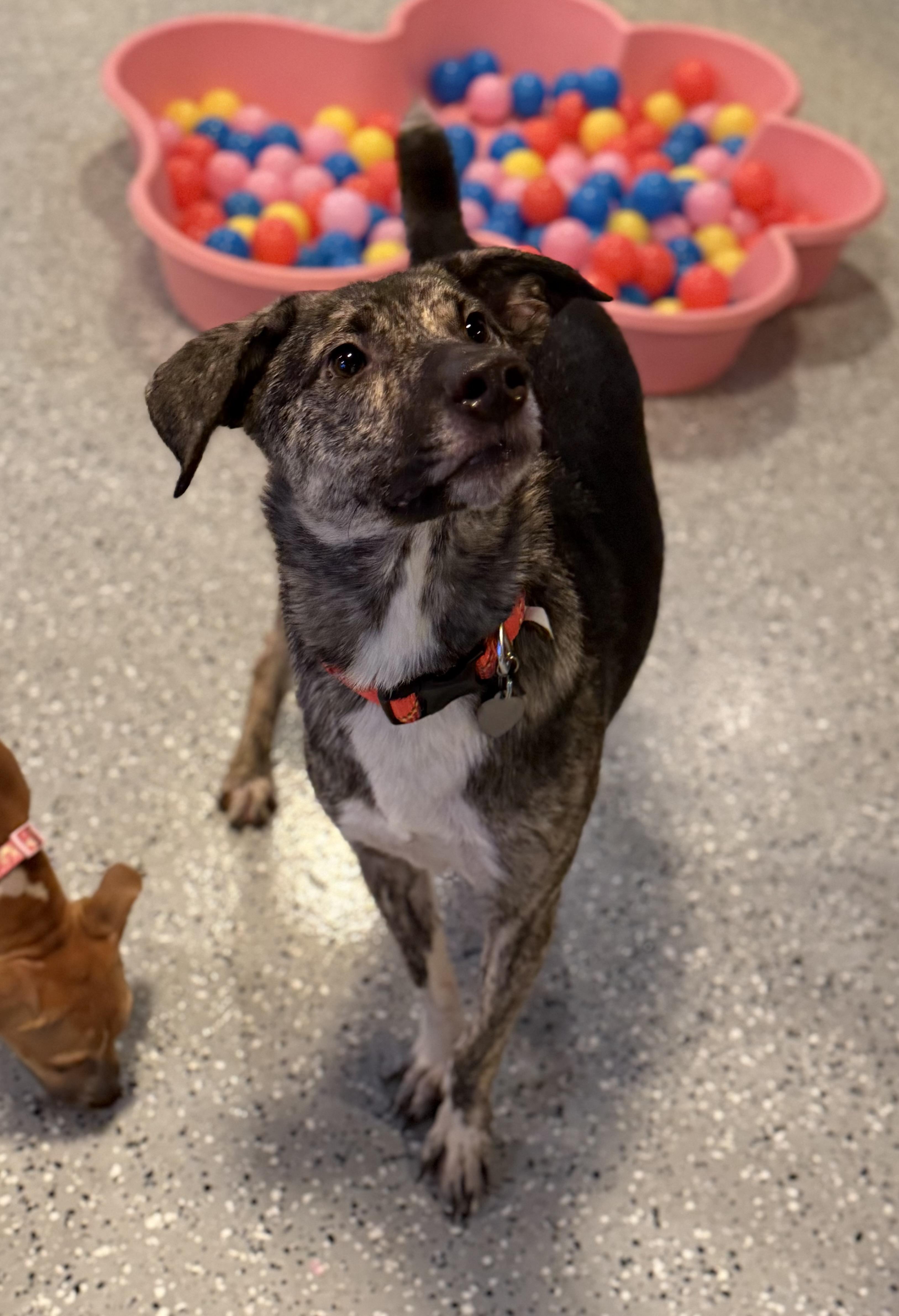 Enlarge Trouble, an adoptable mixed breed in Phoenix, AZ image 6/6