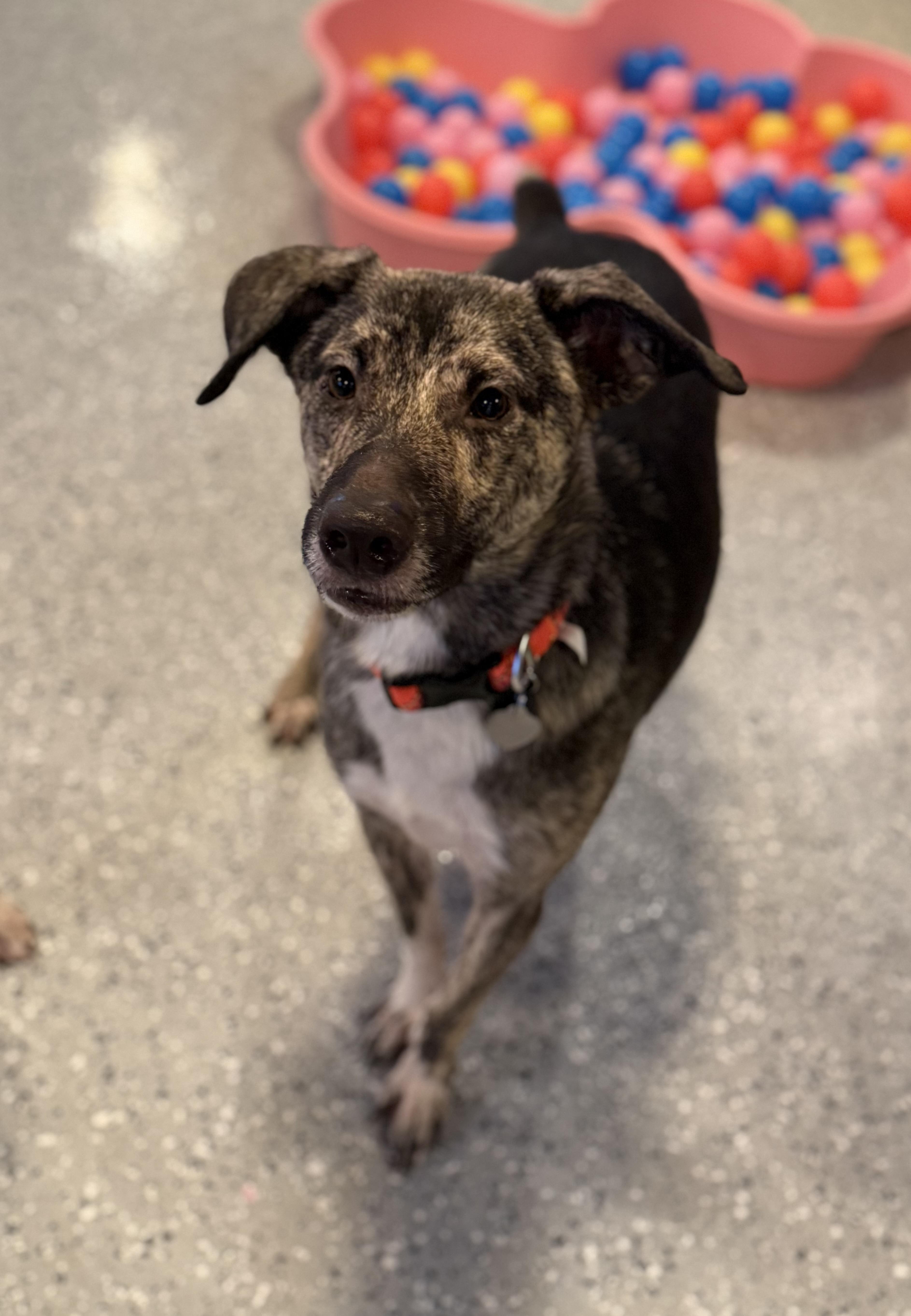 Enlarge Trouble, an adoptable mixed breed in Phoenix, AZ image 5/6