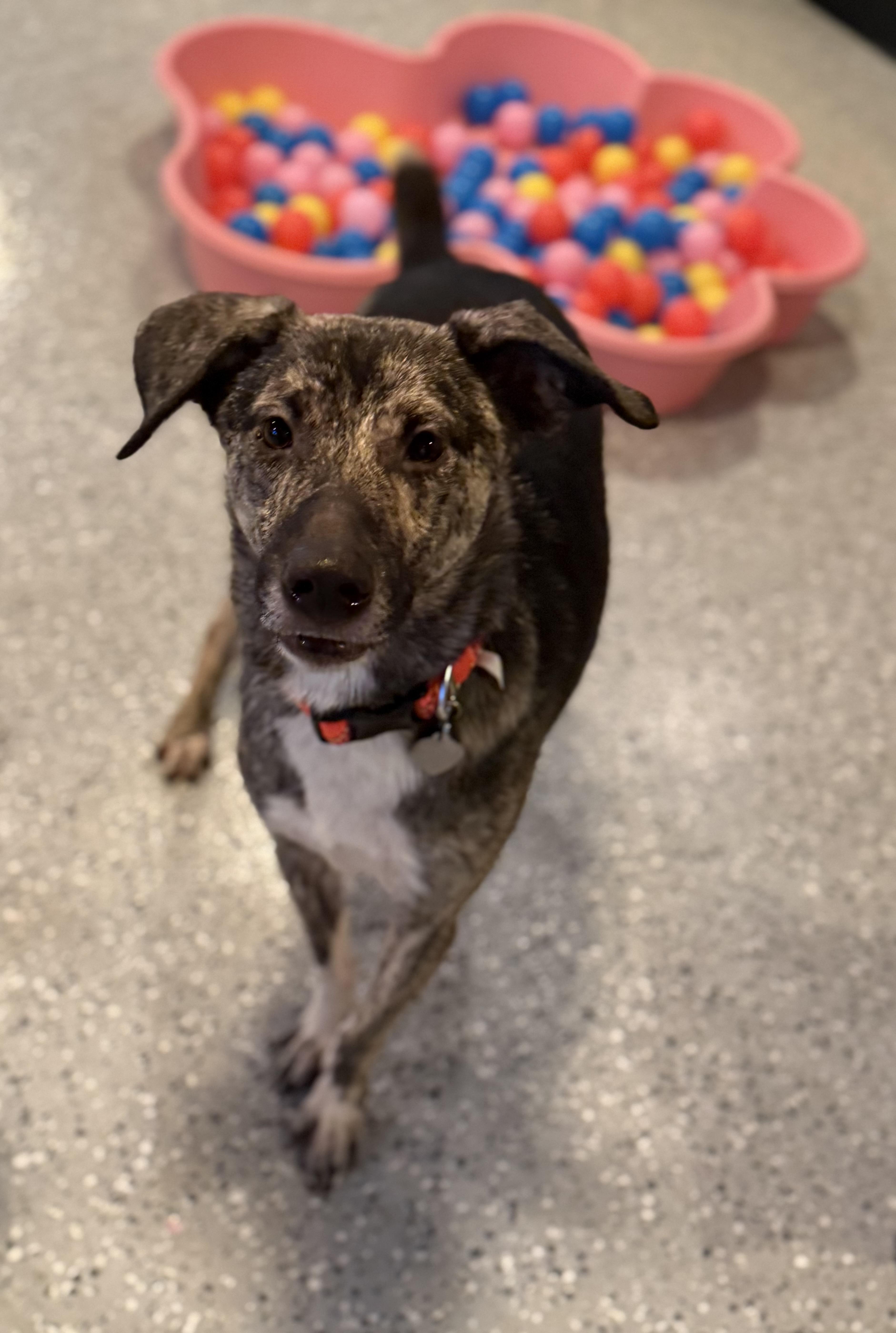 Enlarge Trouble, an adoptable mixed breed in Phoenix, AZ image 1/6