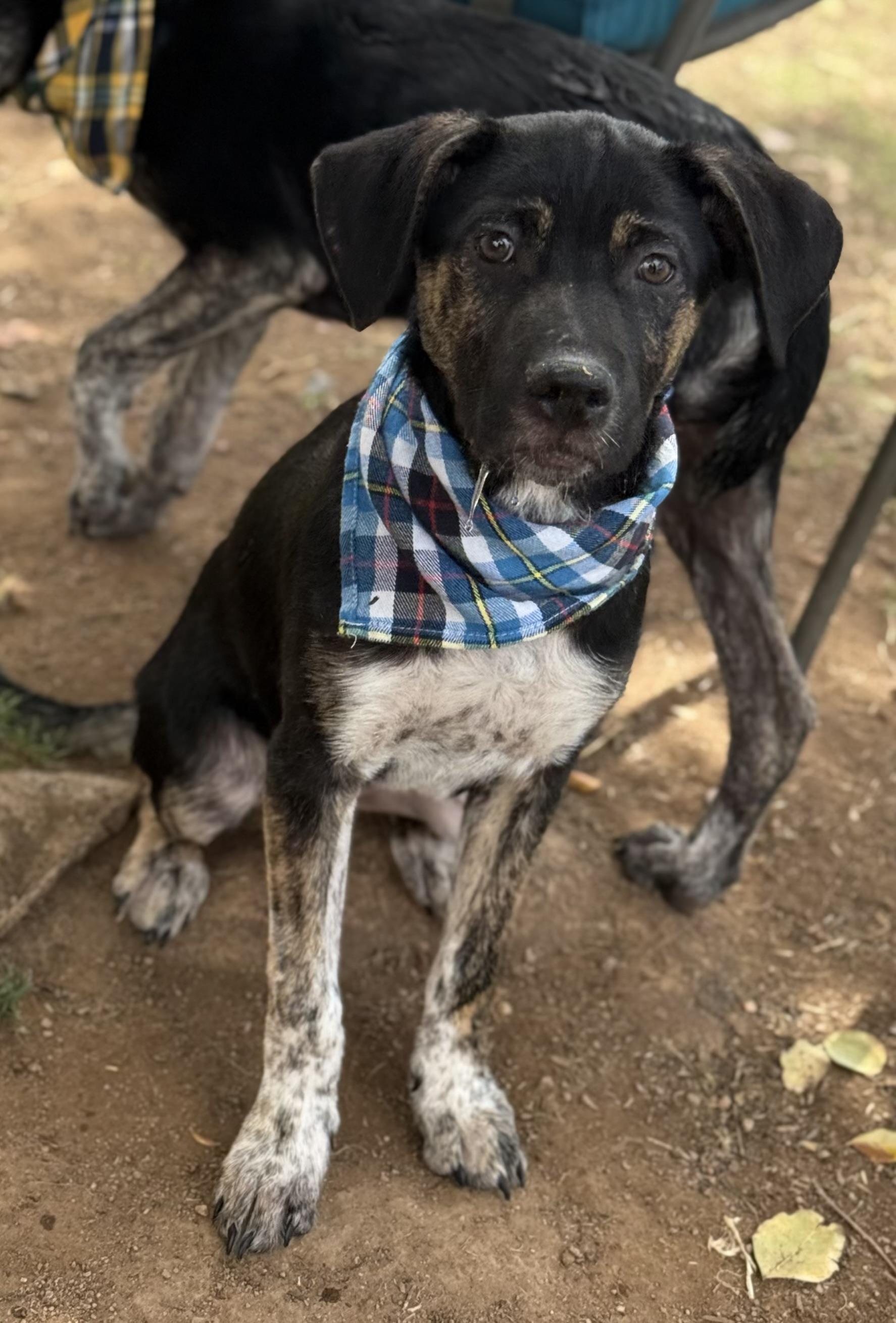 Enlarge Trouble, an adoptable mixed breed in Phoenix, AZ image 4/6
