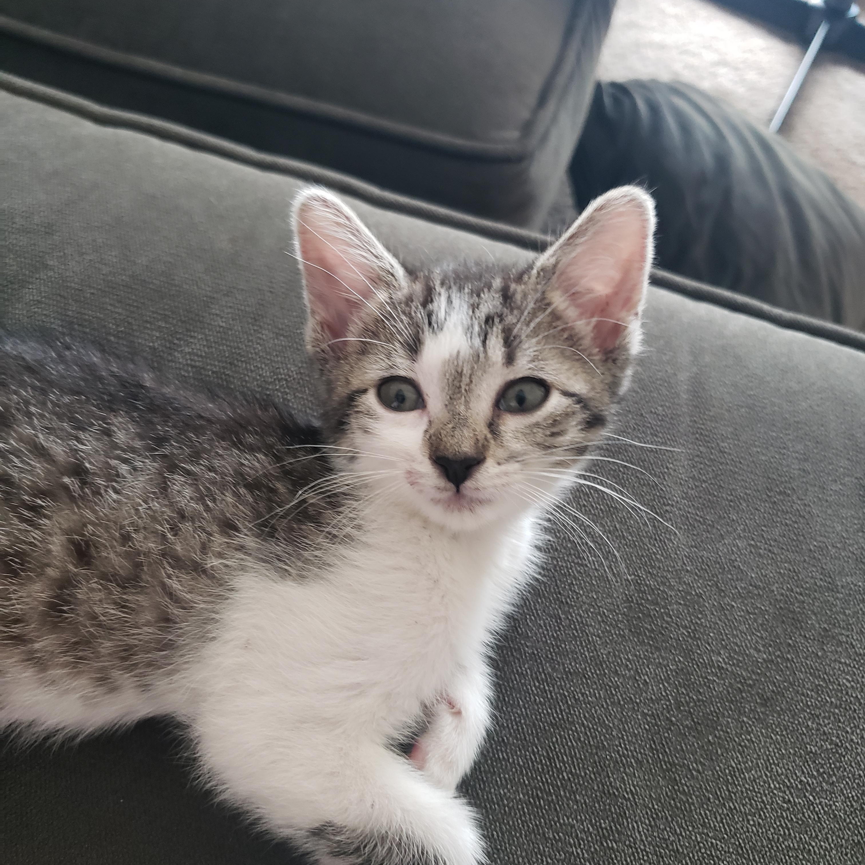 Paulina, ADOPTABLE, Kitten Female American Shorthair.