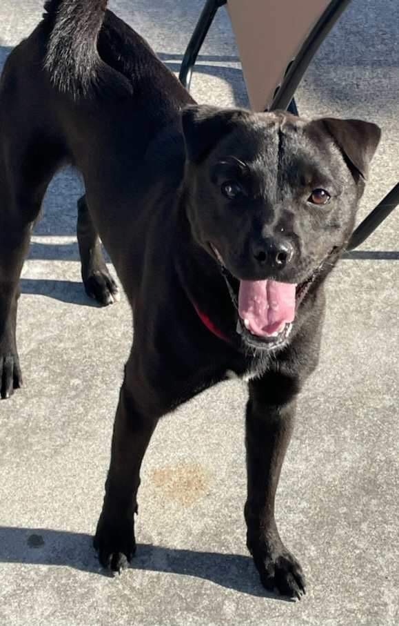 Enlarge Paddy, a Adoptable Patterdale Terrier / Fell Terrier in Lorida, FL image 1/1