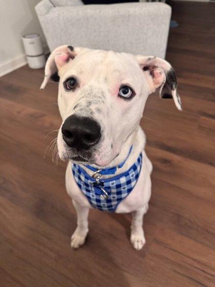 Goliath, Adoptable, Young Male Pit Bull Terrier & Mixed Breed.