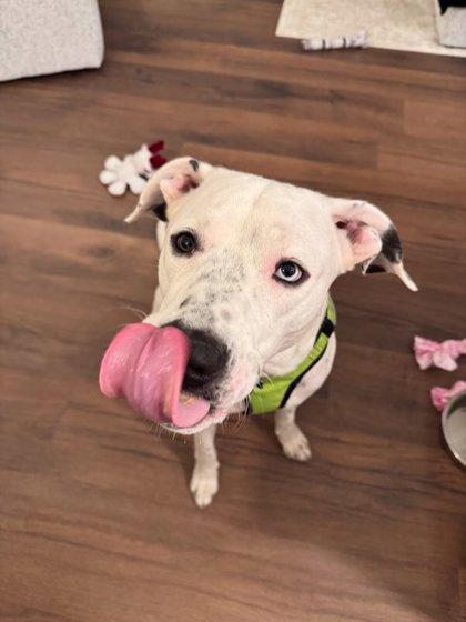 Enlarge Goliath, a Adoptable mixed breed in Knoxville, TN image 2/3