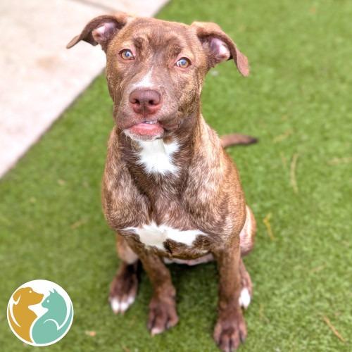 Hazel, Adoptable, Young Female Pit Bull Terrier & Labrador Retriever.