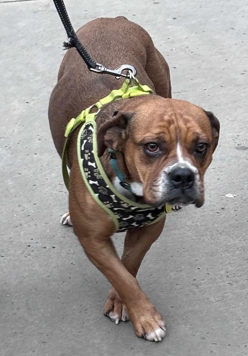 Enlarge Lillie, a Adoptable mixed breed in North Olmsted, OH image 1/1