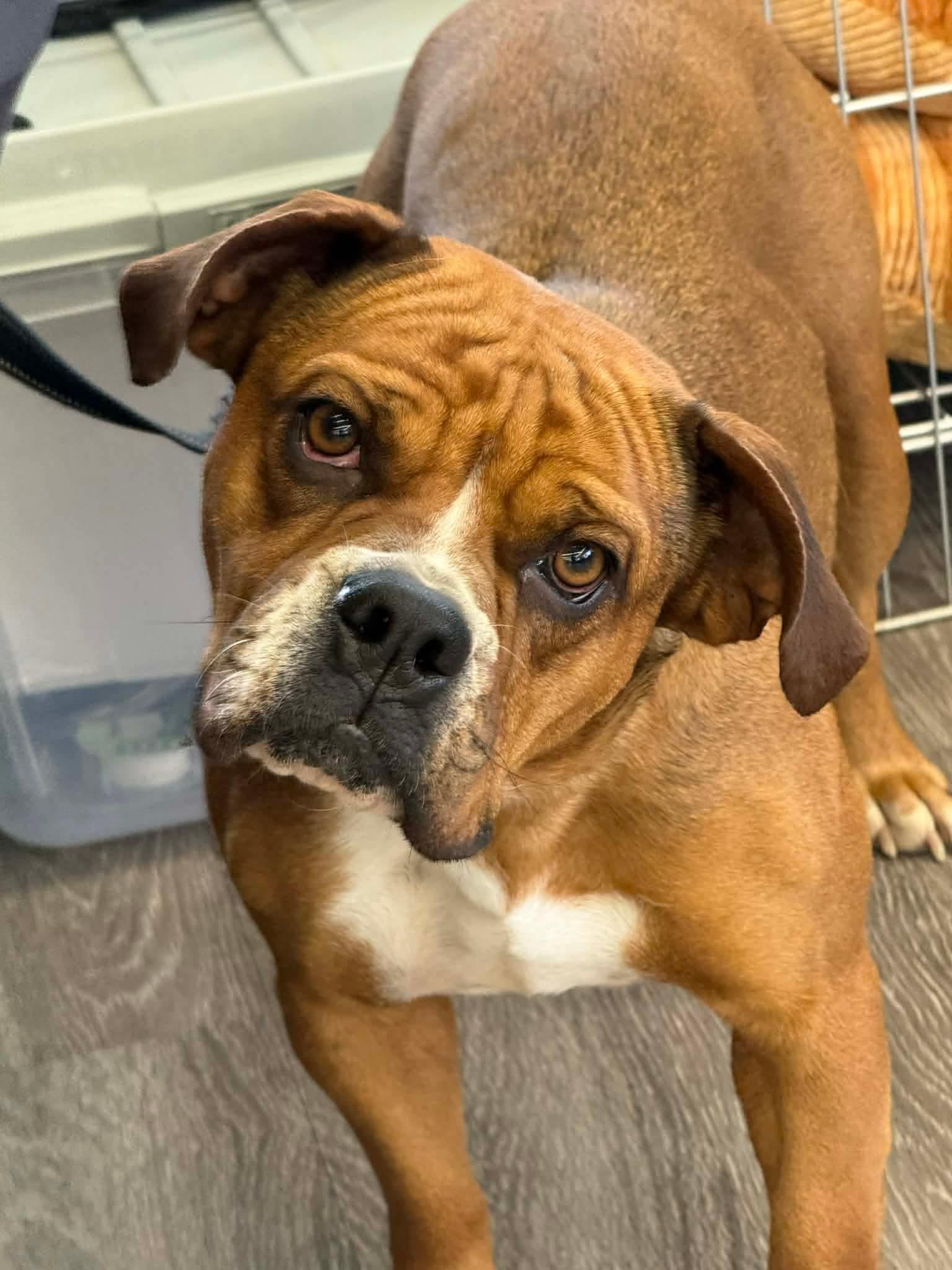 Enlarge Lillie, a Adoptable mixed breed in North Olmsted, OH image 1/4