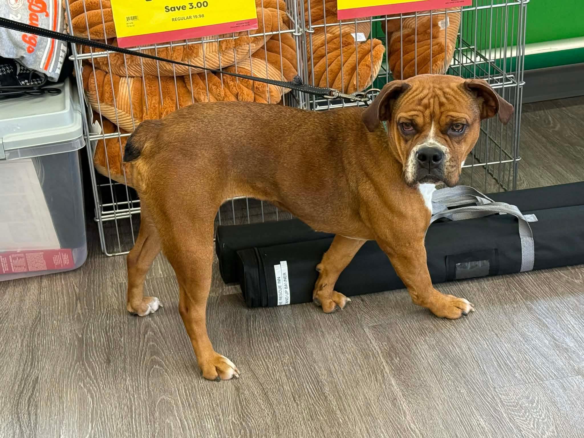 Enlarge Lillie, a Adoptable mixed breed in North Olmsted, OH image 2/4