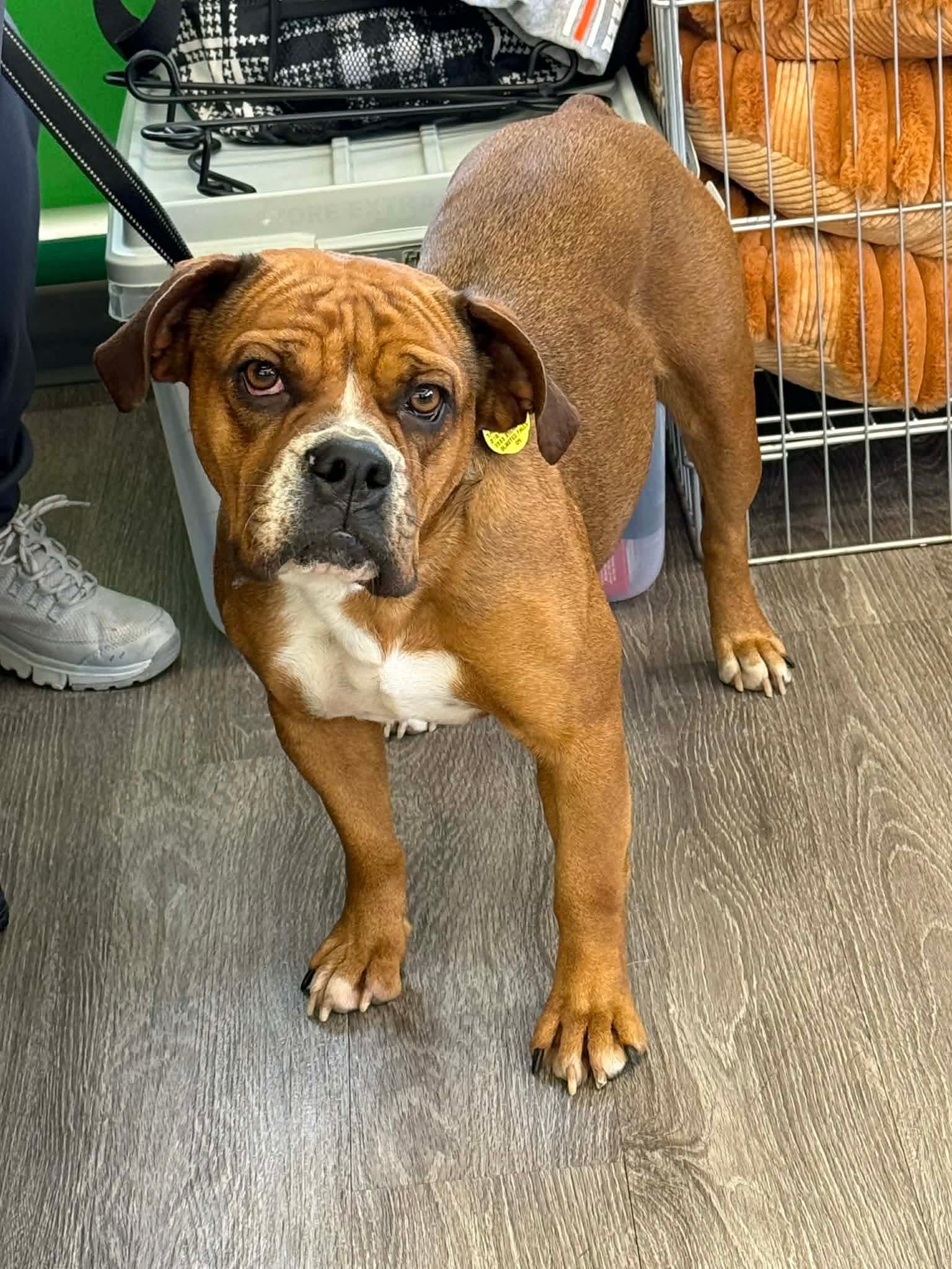 Enlarge Lillie, a Adoptable mixed breed in North Olmsted, OH image 3/4