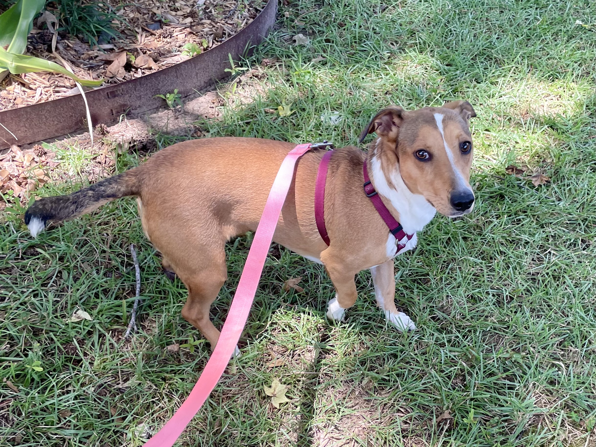 Happy in Texarkana TX, a Adoptable mixed breed in Texarkana, TX image 2/6