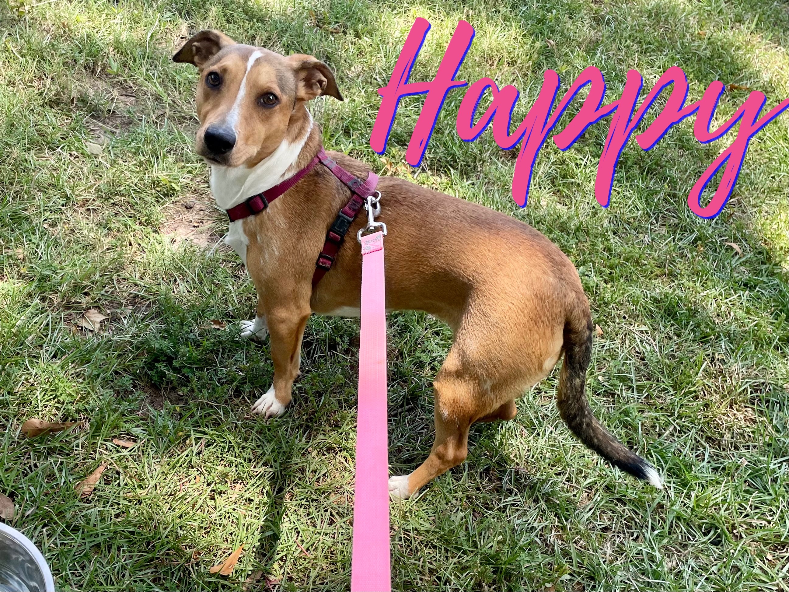 Happy in Texarkana TX, a Adoptable mixed breed in Texarkana, TX image 1/6