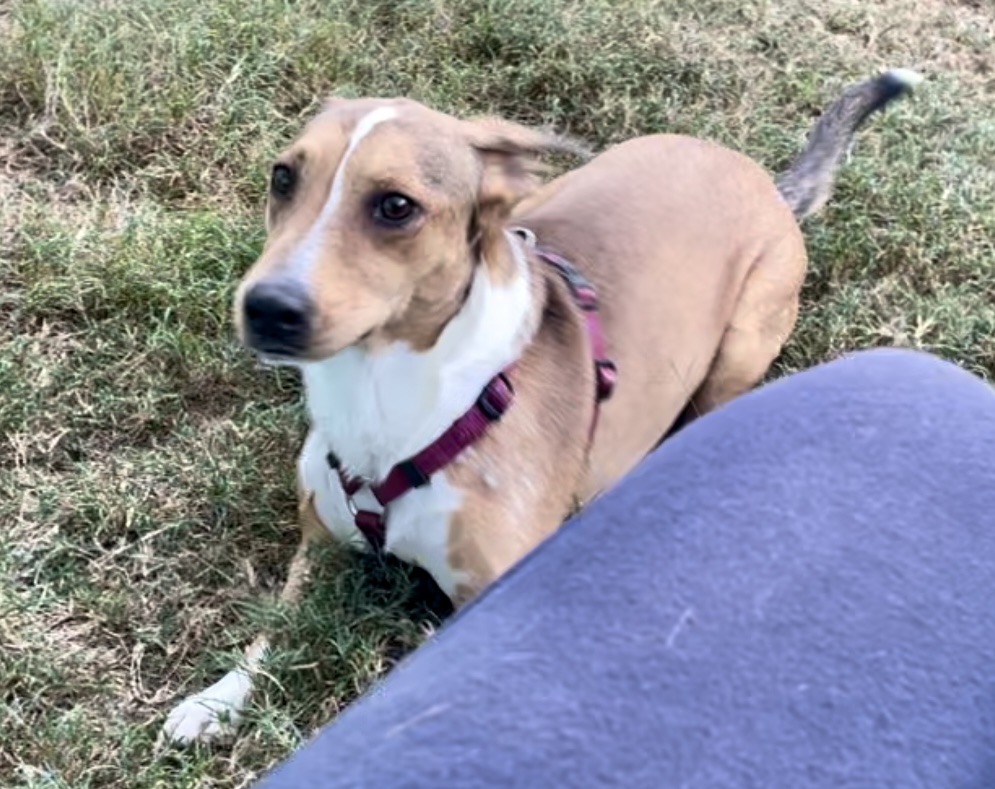 Happy in Texarkana TX, a Adoptable mixed breed in Texarkana, TX image 3/6