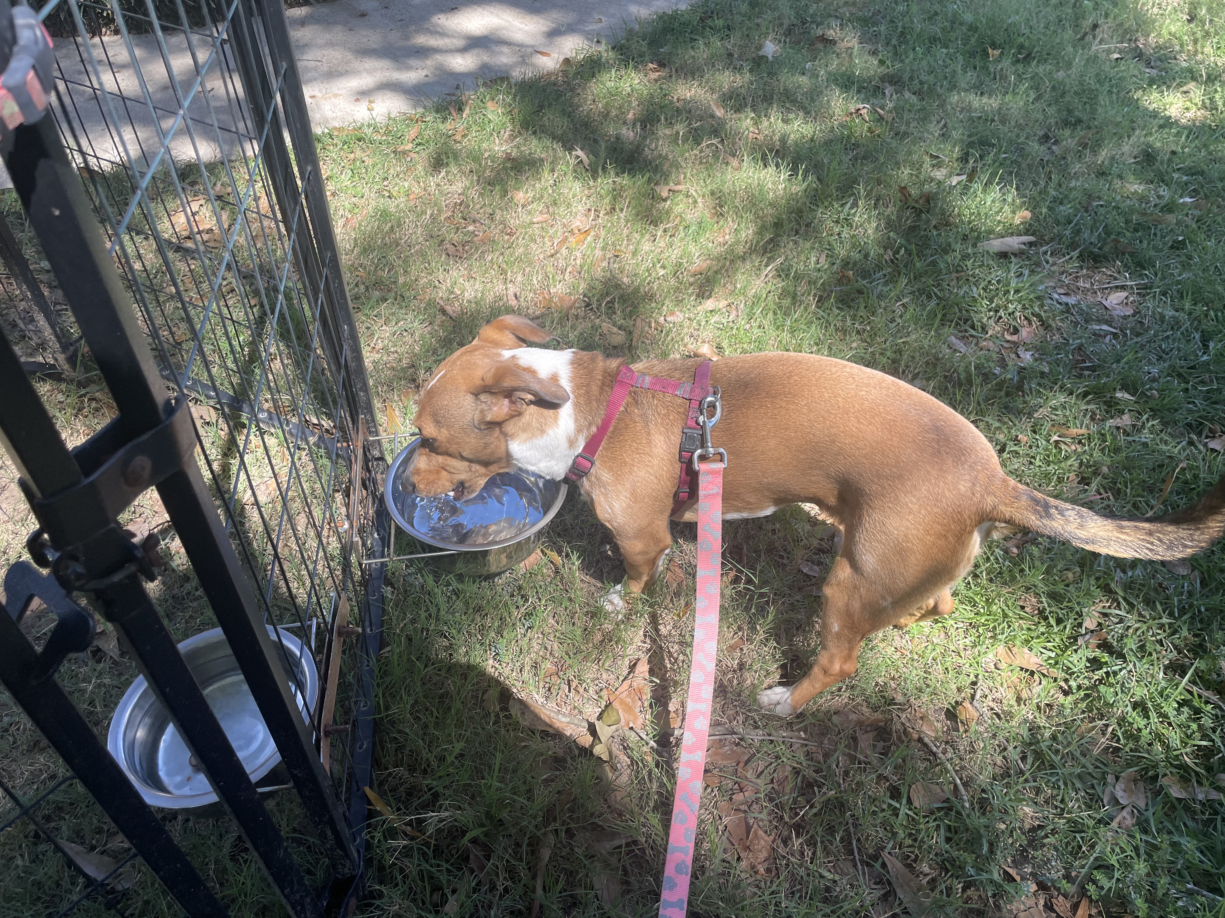 Happy in Texarkana TX, a Adoptable mixed breed in Texarkana, TX image 4/6