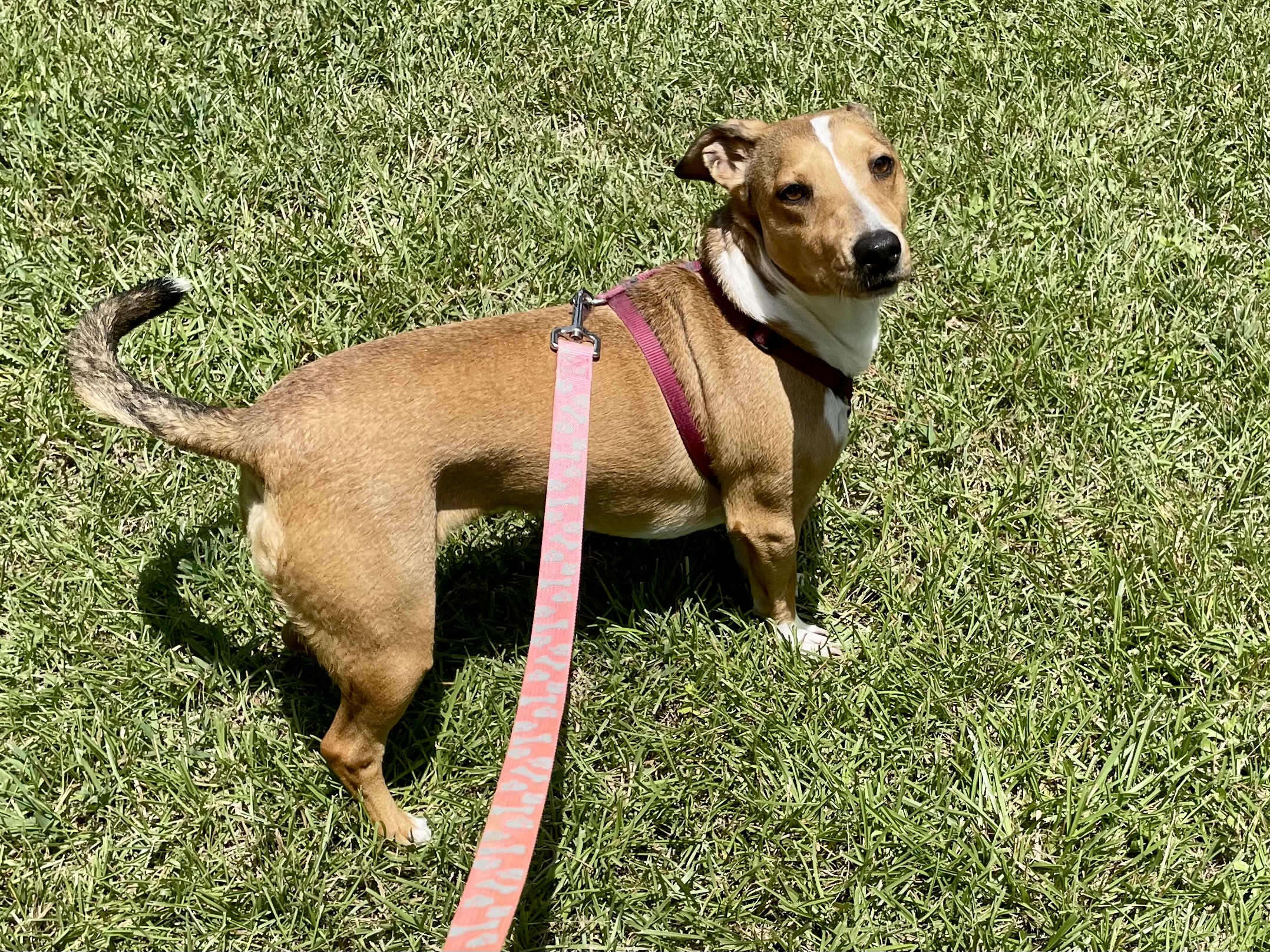 Happy in Texarkana TX, a Adoptable mixed breed in Texarkana, TX image 5/6