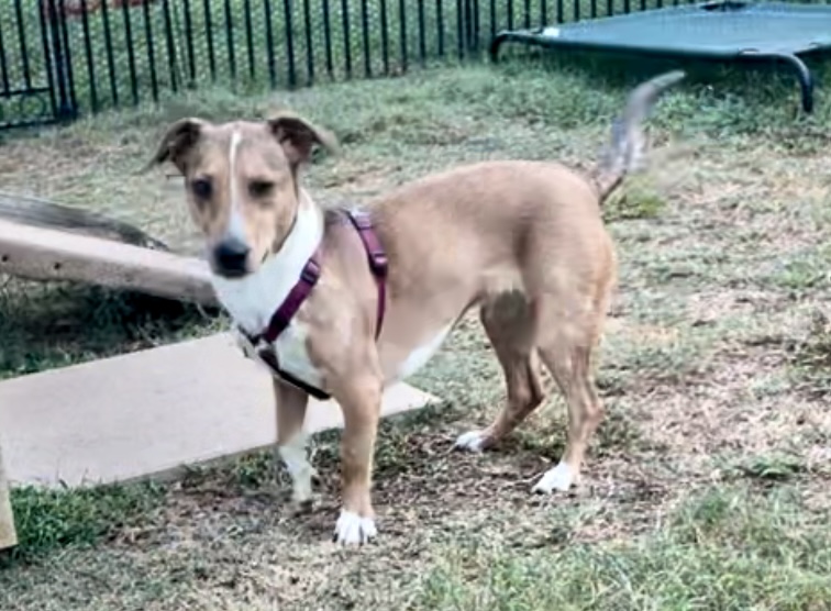 Happy in Texarkana TX, a Adoptable mixed breed in Texarkana, TX image 6/6