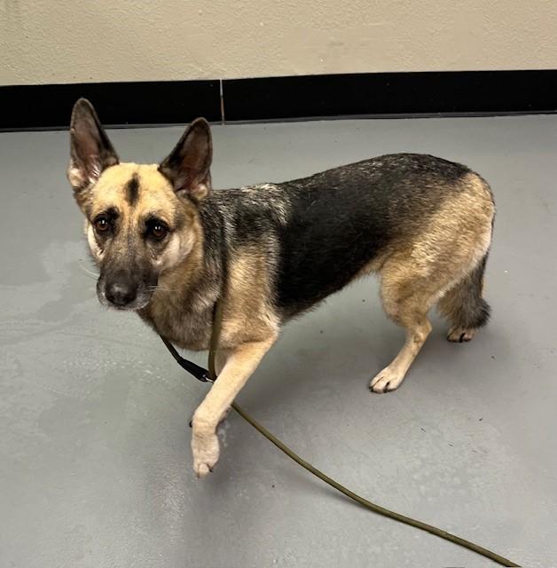 Birdie, ADOPTABLE, Adult Female German Shepherd Dog.