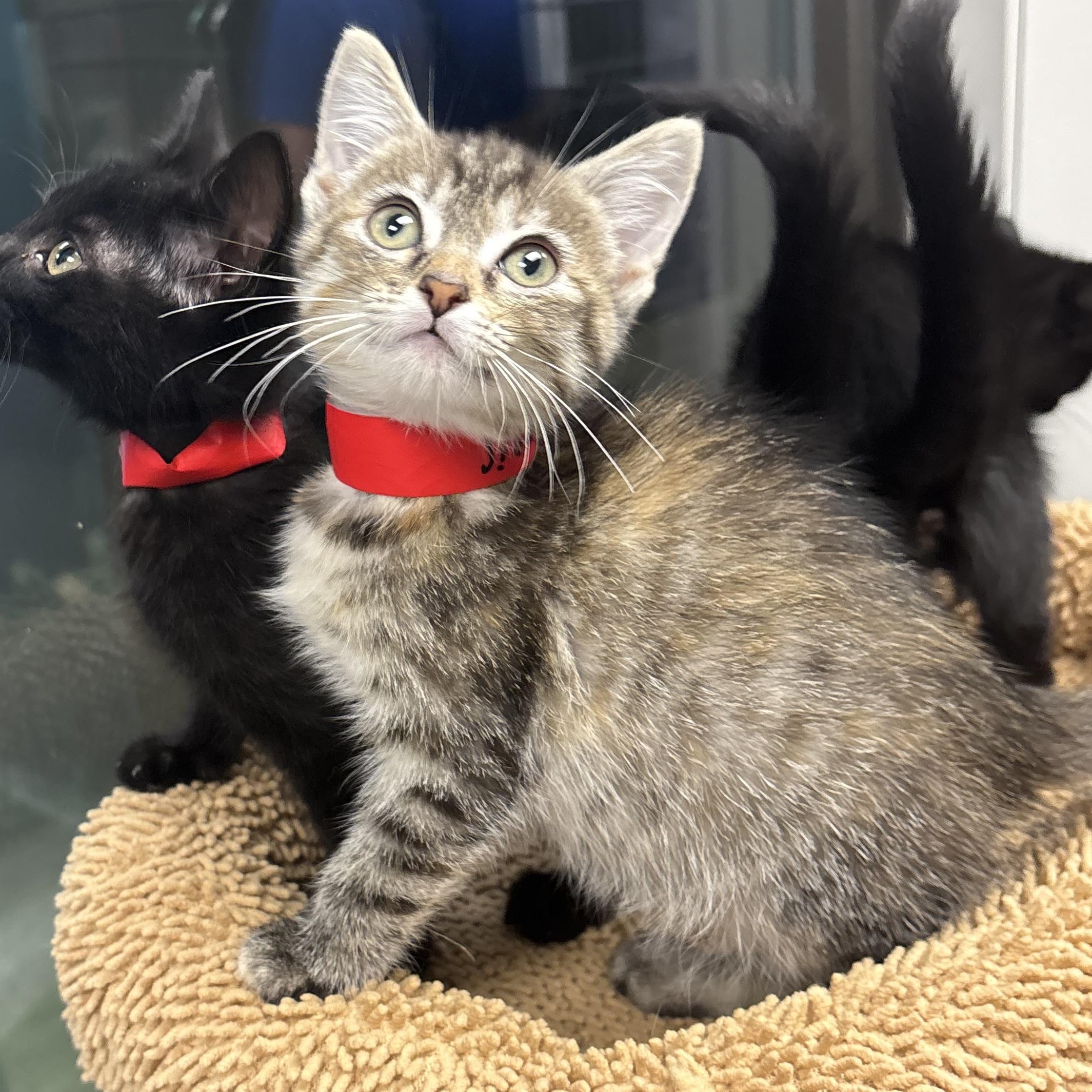 Illinois, Adoptable, Kitten Female Domestic Short Hair.