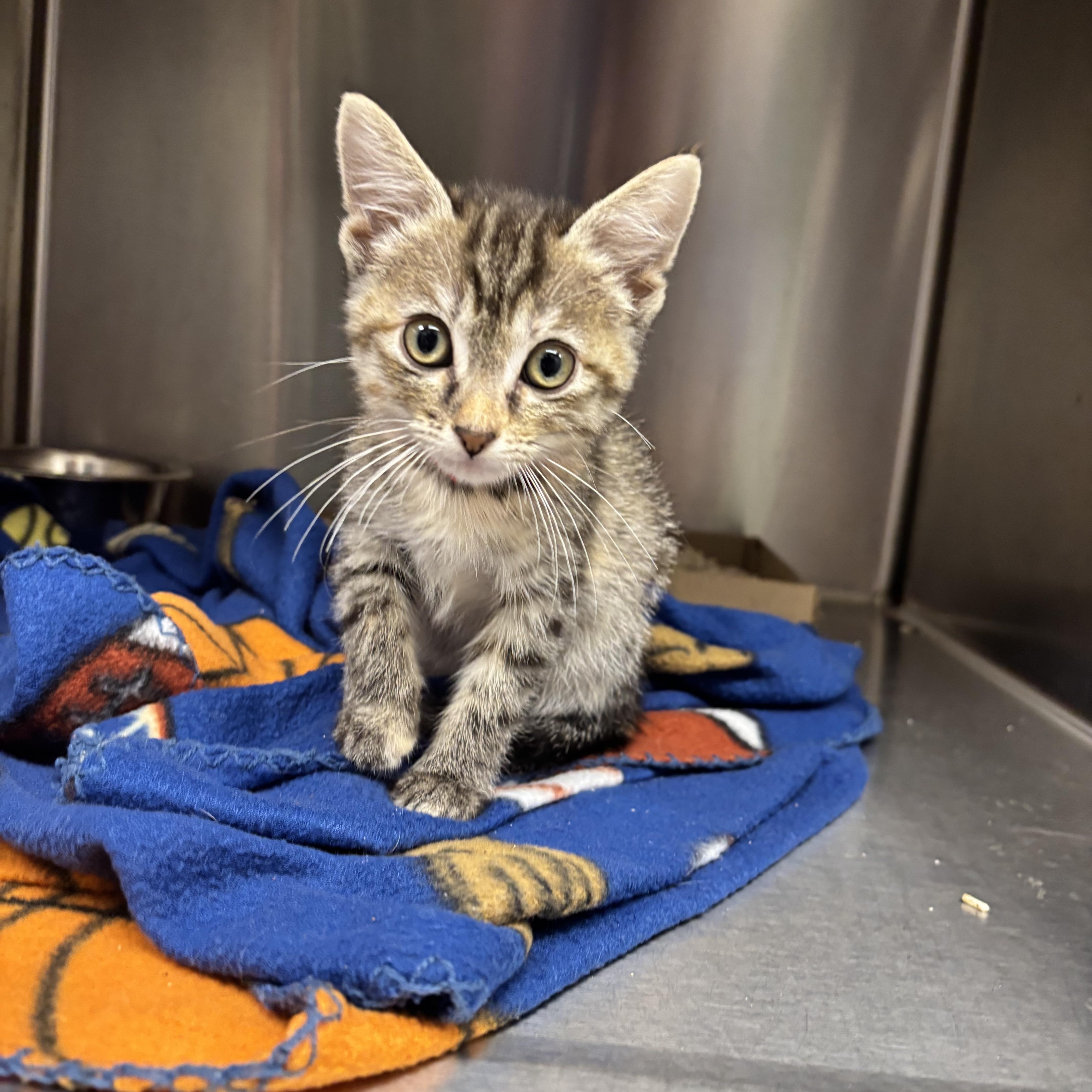 Illinois, a Adoptable Domestic Short Hair in Liberty, MO image 6/6
