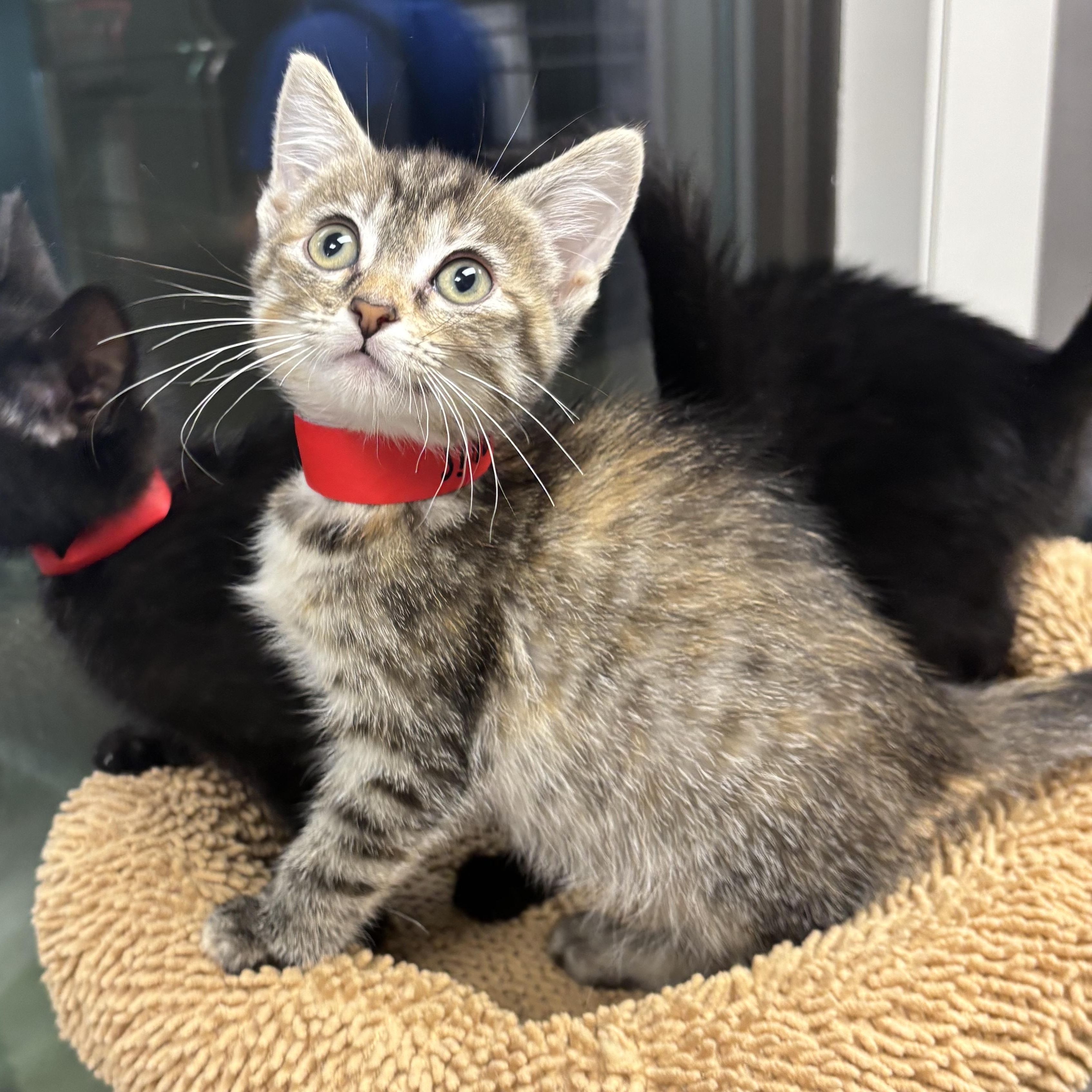Illinois, a Adoptable Domestic Short Hair in Liberty, MO image 3/6