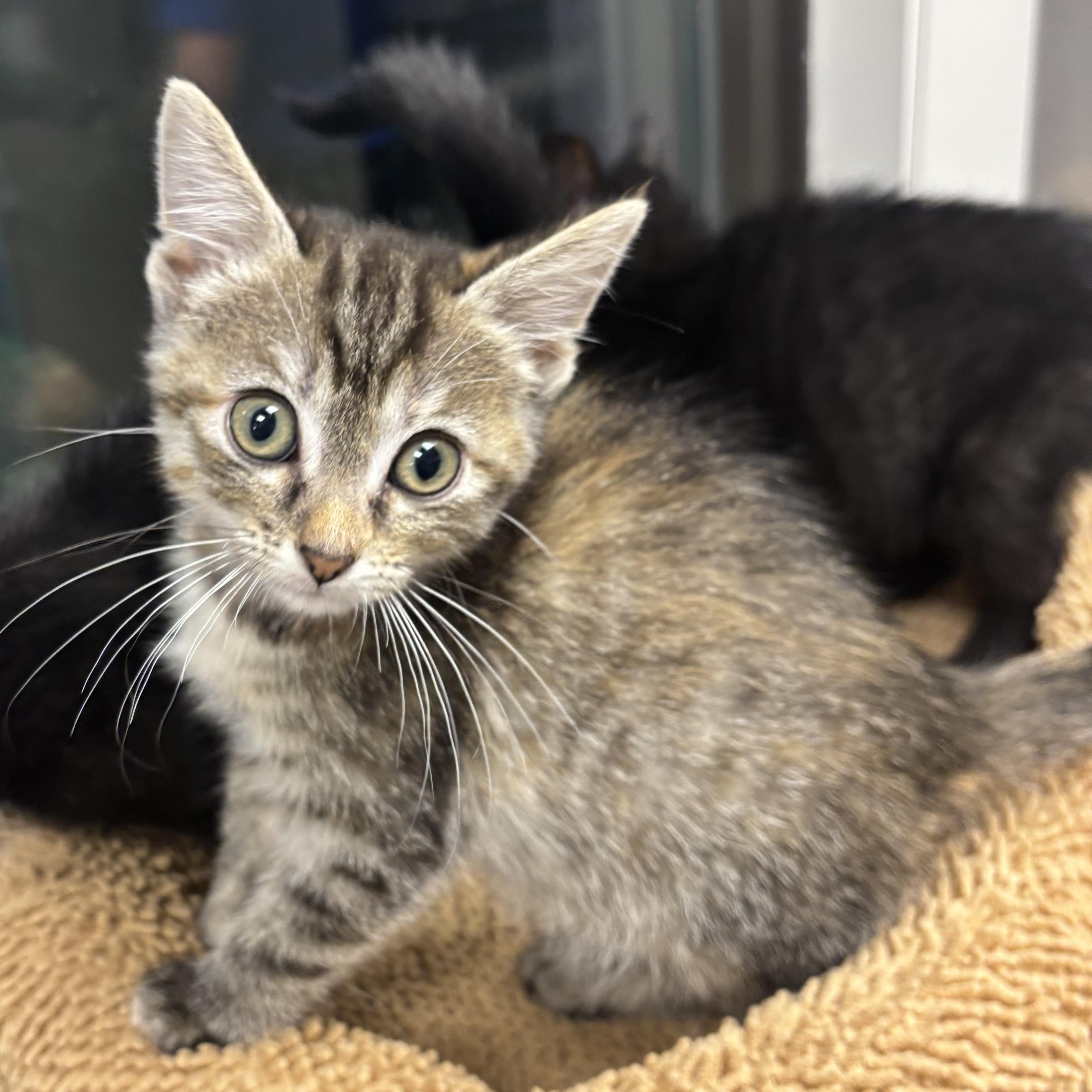 Illinois, a Adoptable Domestic Short Hair in Liberty, MO image 4/6