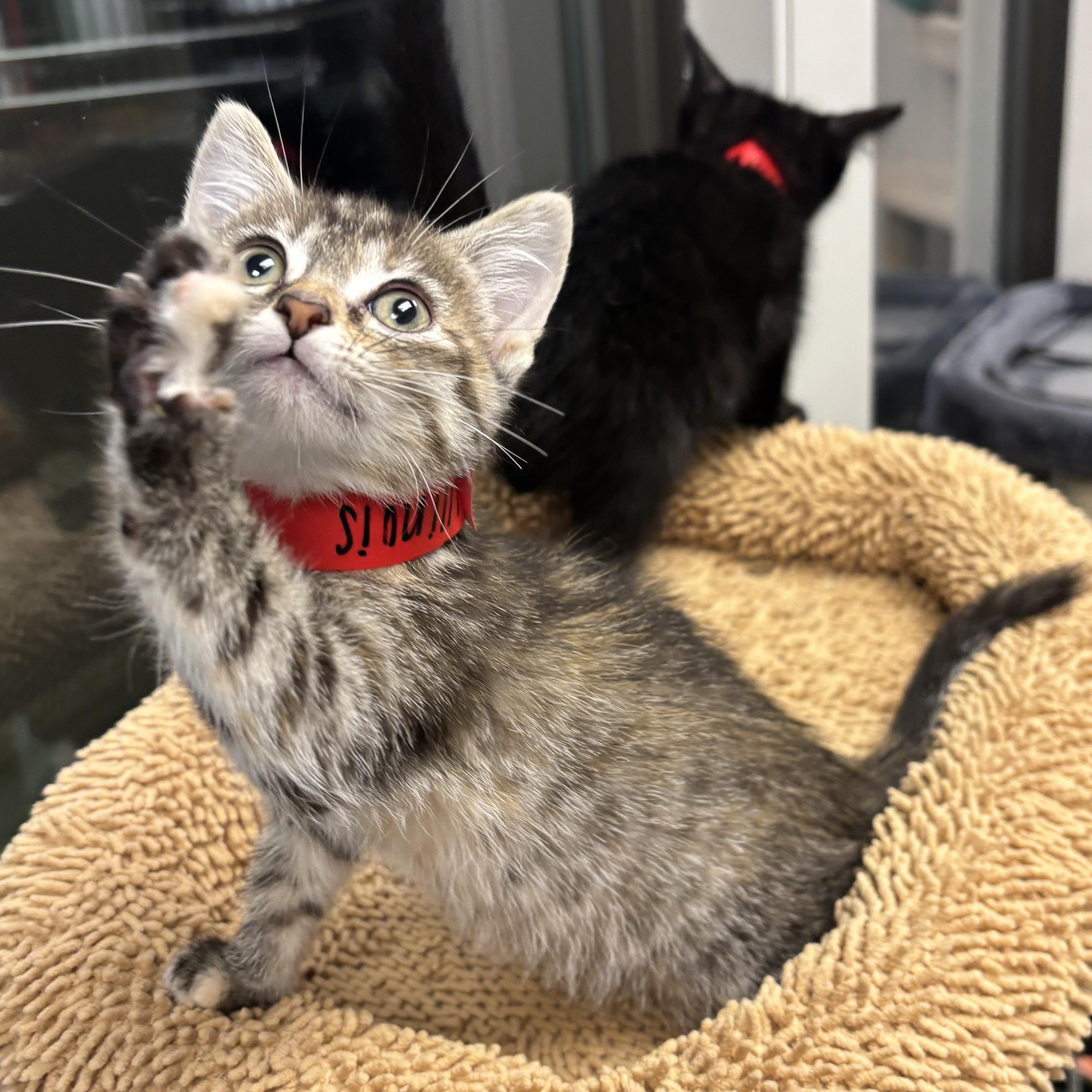 Illinois, a Adoptable Domestic Short Hair in Liberty, MO image 2/6