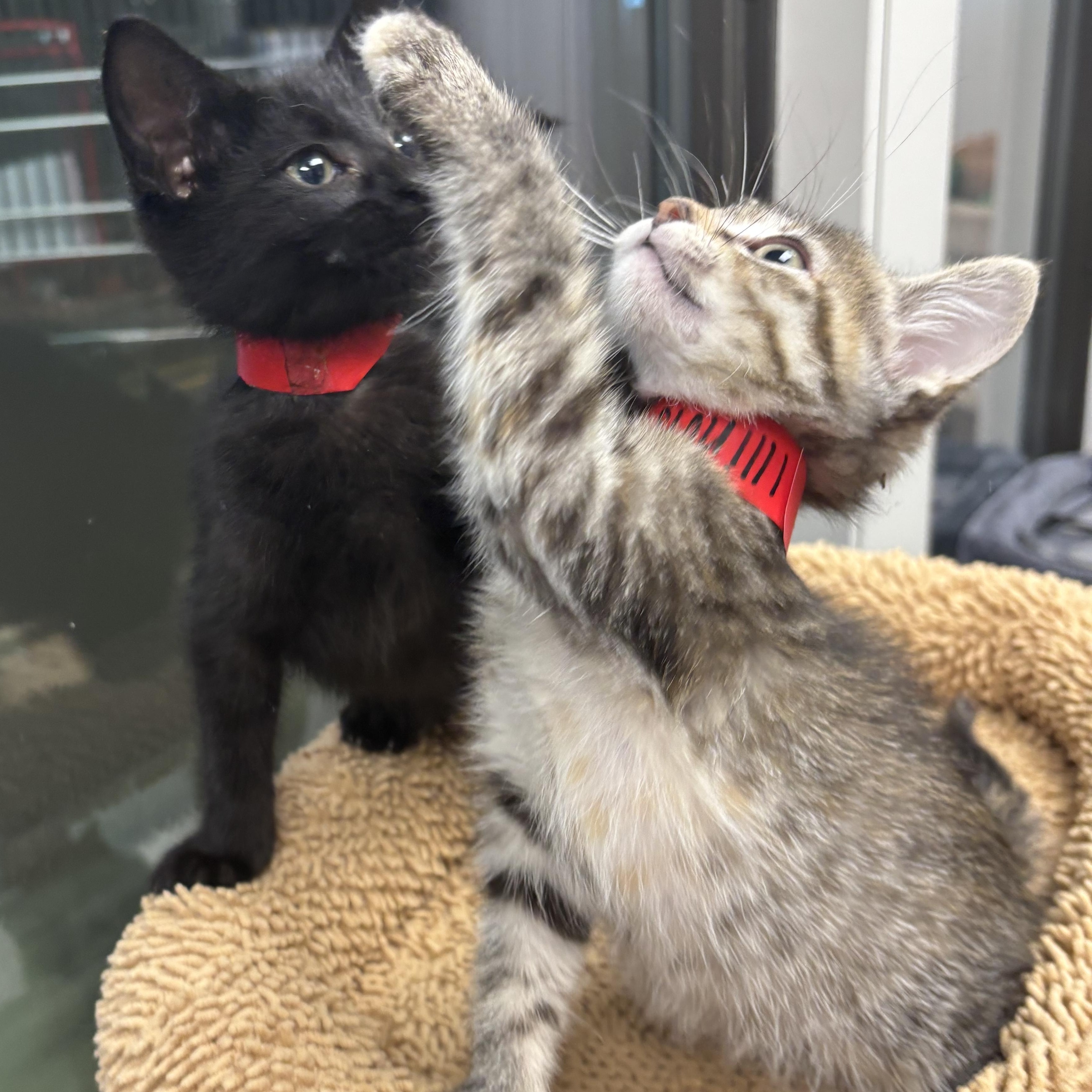 Illinois, a Adoptable Domestic Short Hair in Liberty, MO image 5/6