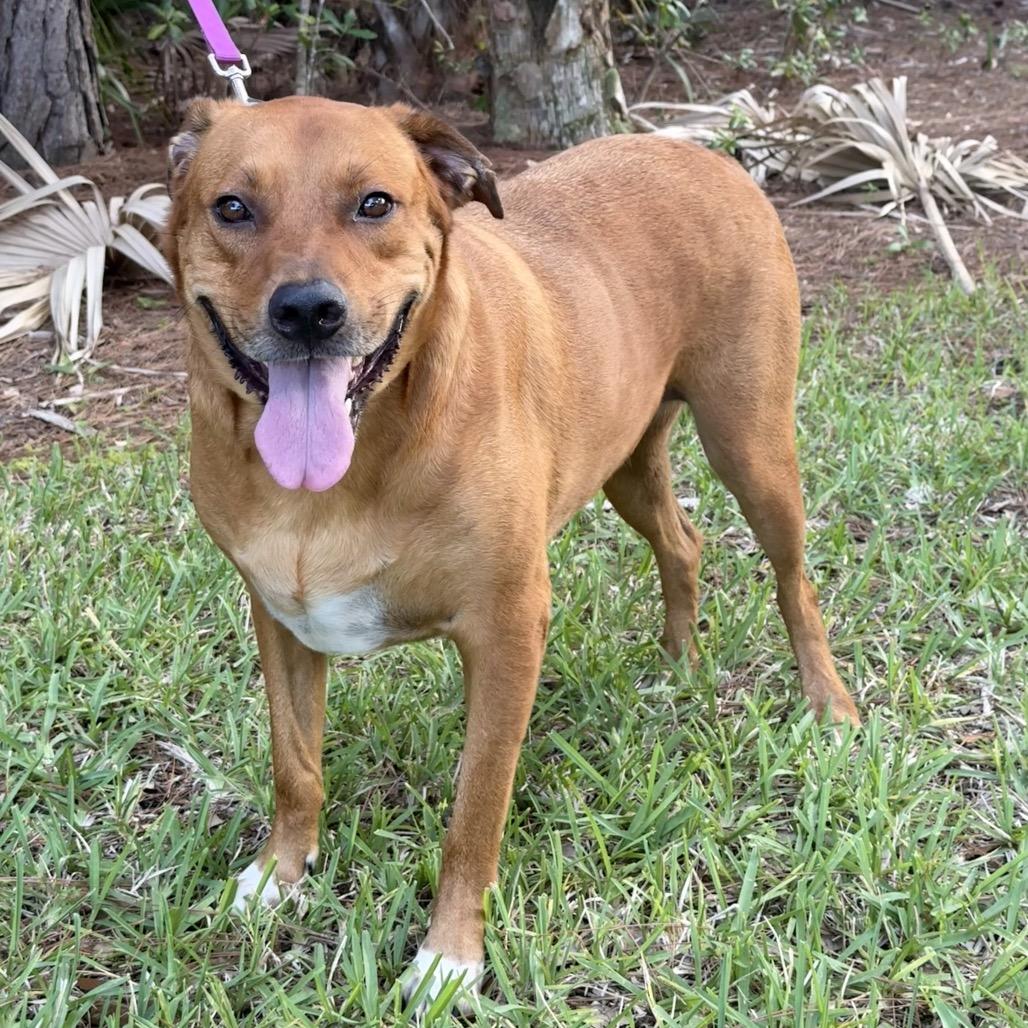 Dwight, Adoptable, Adult Male Yellow Labrador Retriever & Mixed Breed.