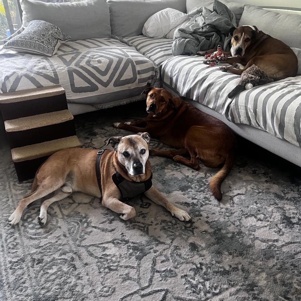 Dwight, a Adoptable mixed breed in Juno Beach, FL image 3/4