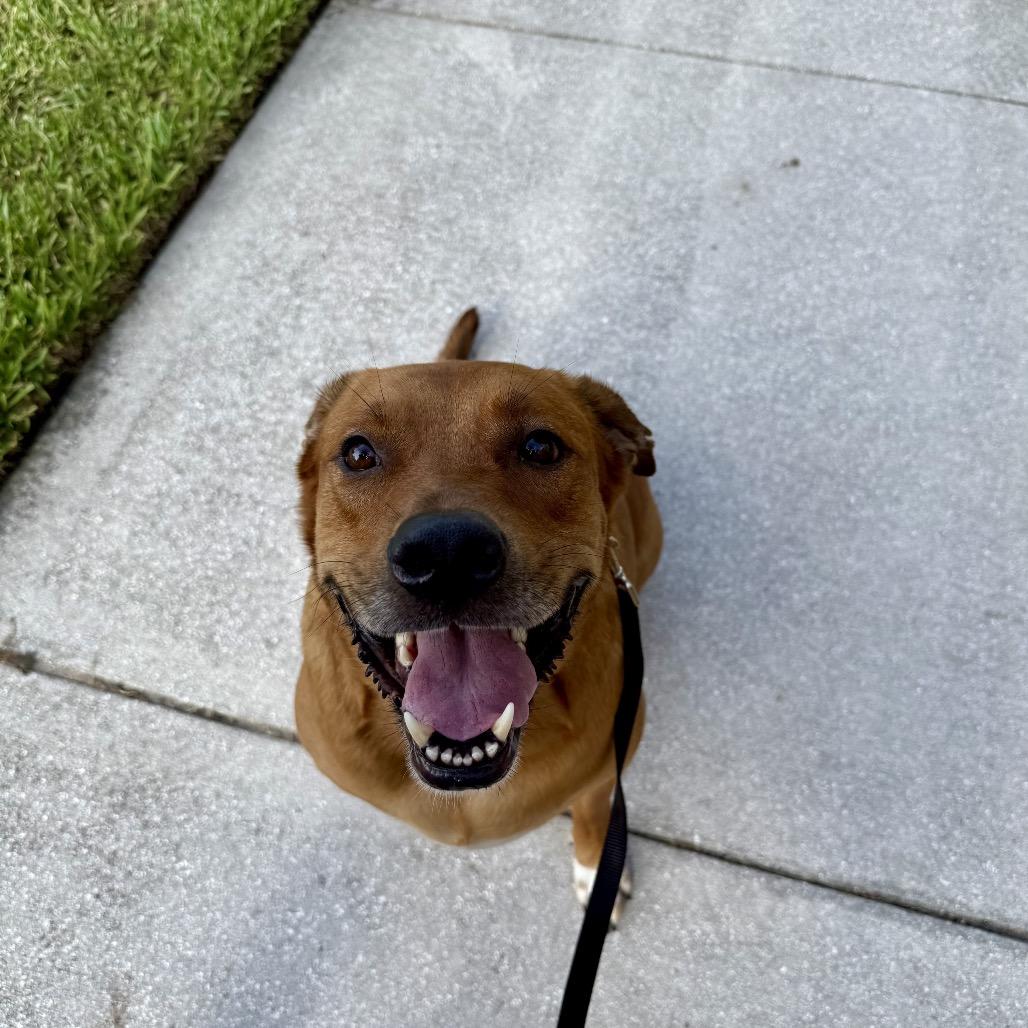 Dwight, a Adoptable mixed breed in Juno Beach, FL image 4/4