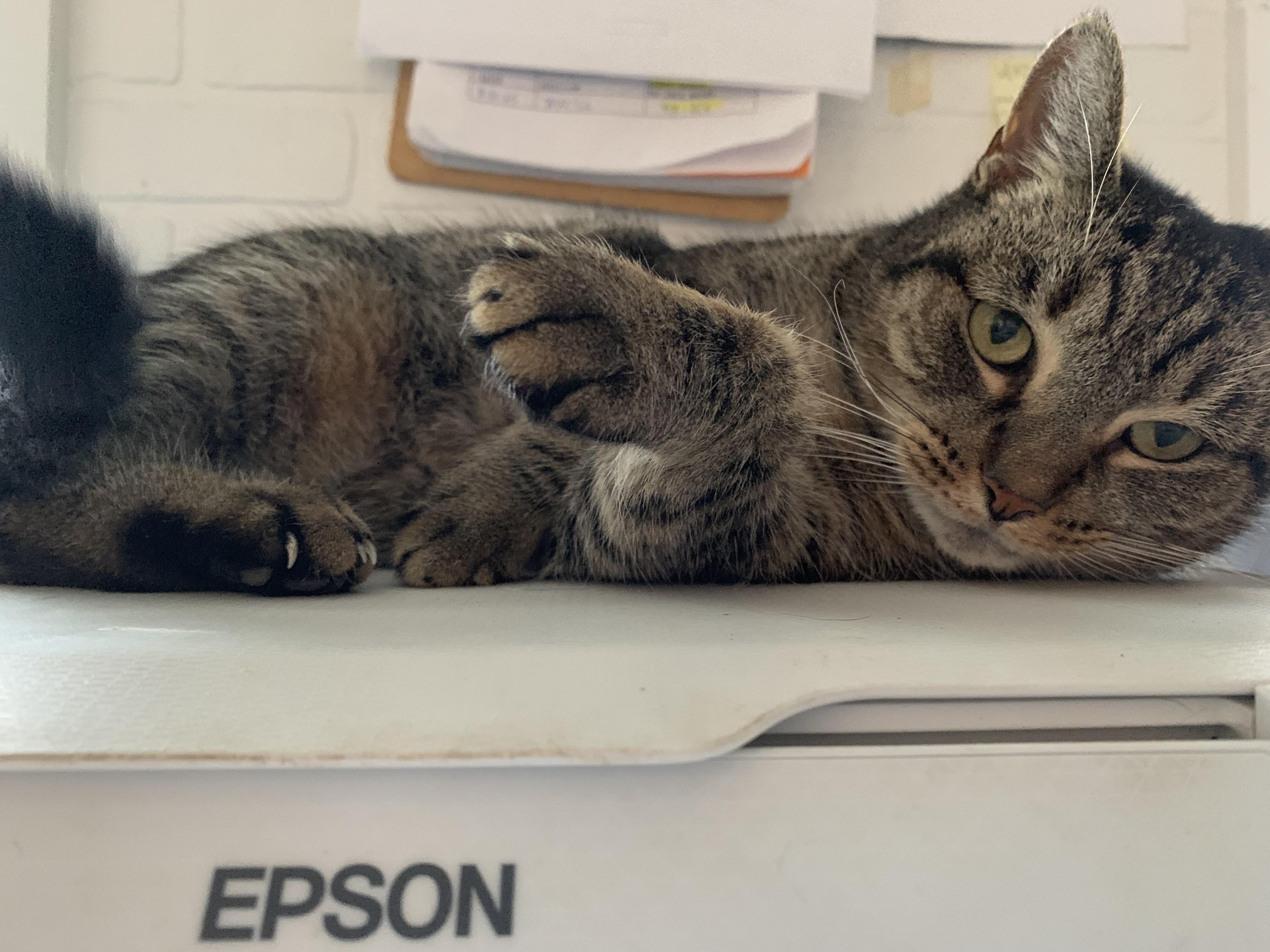 Queenie, Adoptable, Adult Female Domestic Short Hair.