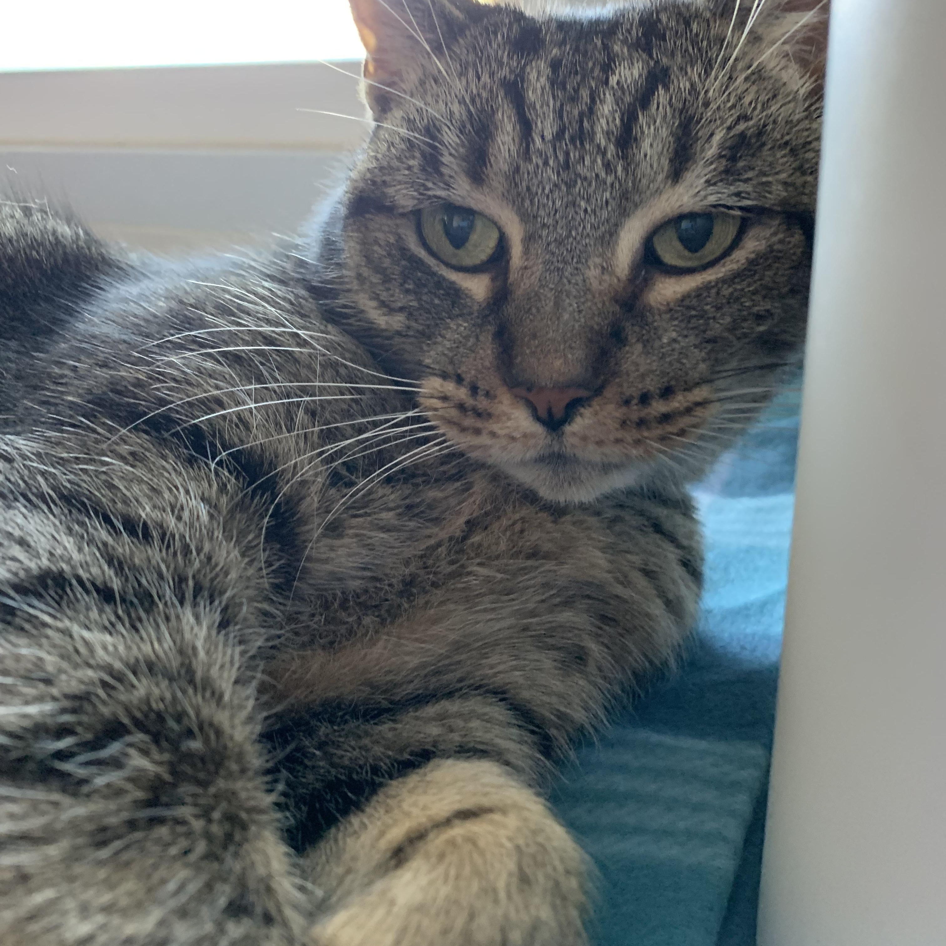 Enlarge Queenie, a Adoptable Domestic Short Hair in Indianapolis, IN image 2/2