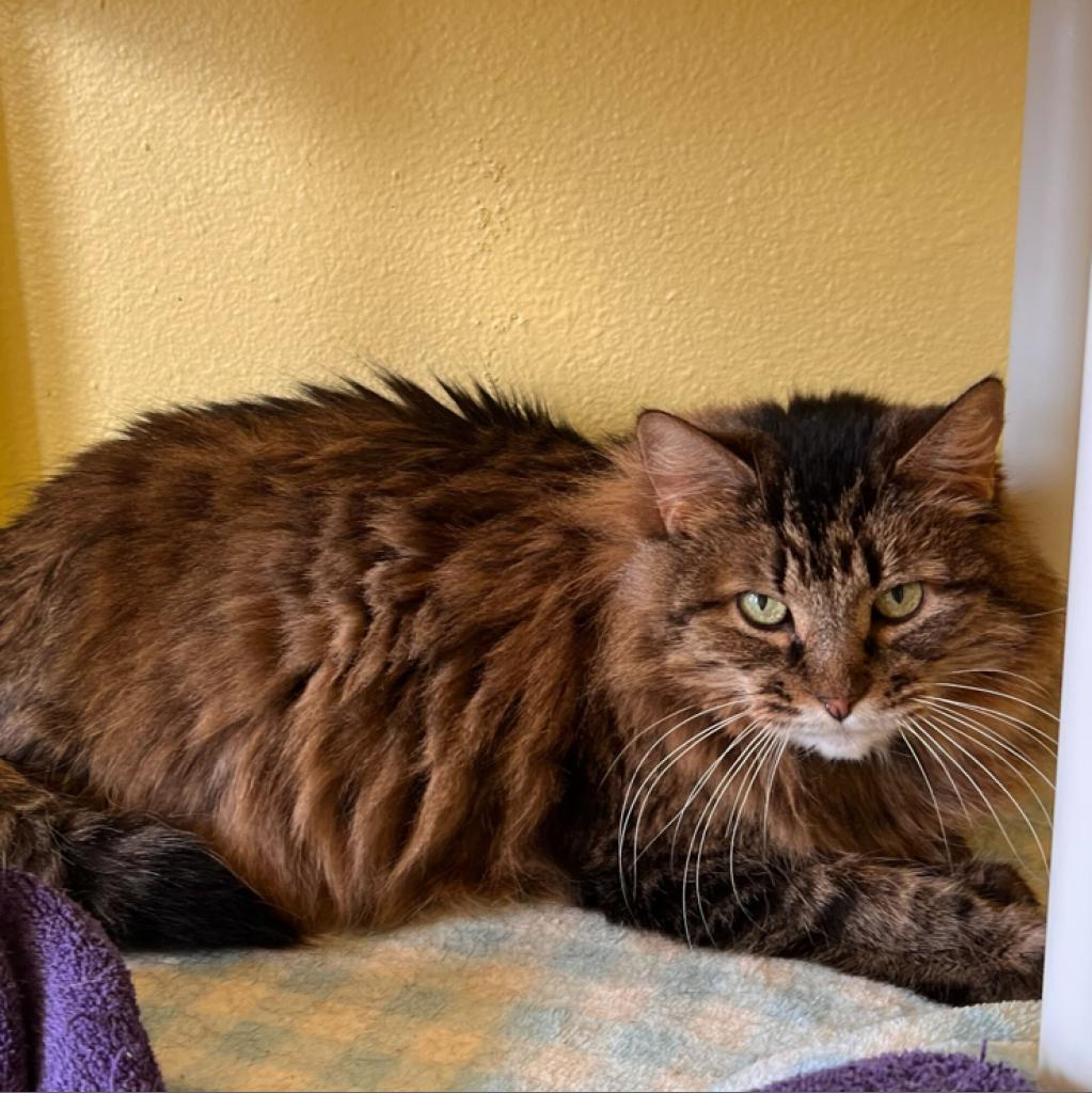 Sister Kerry, Adoptable, Senior Female Domestic Long Hair.