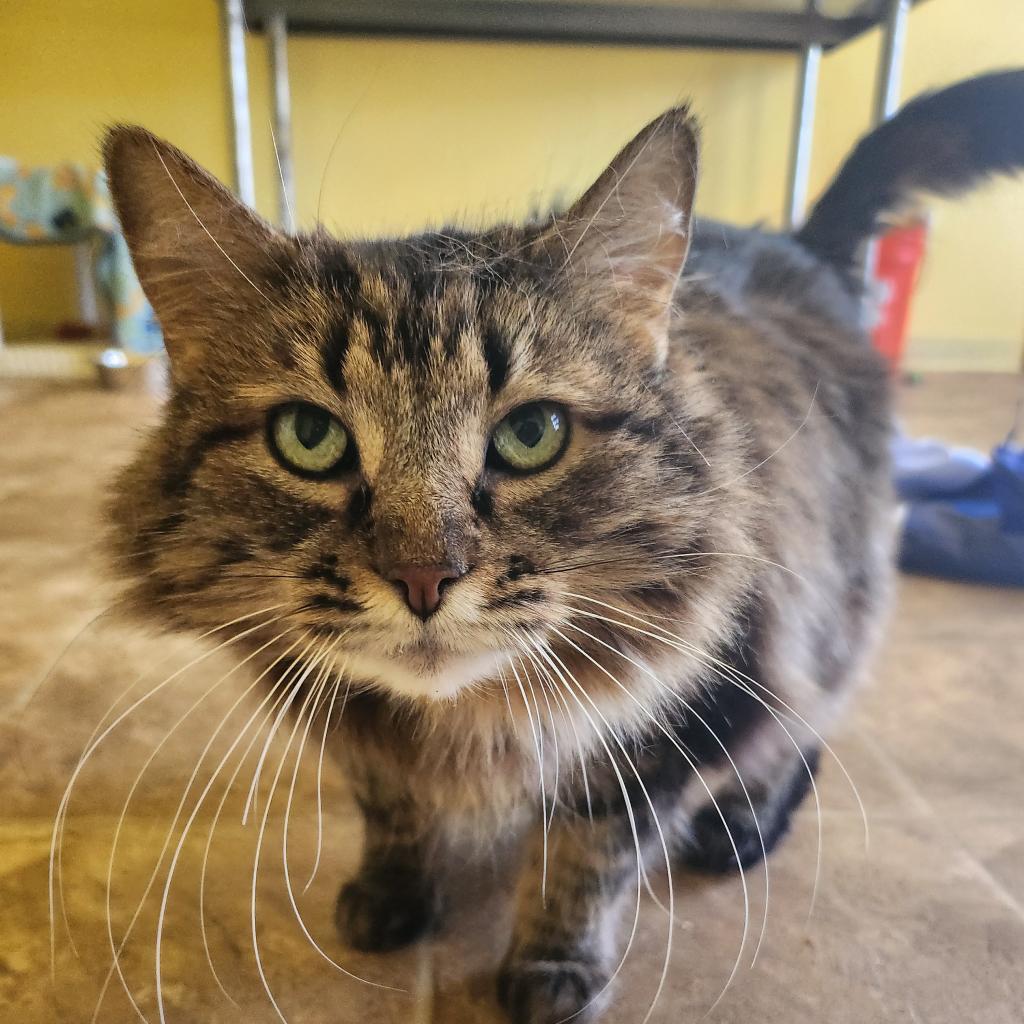 Sister Kerry, Adoptable, Senior Female Domestic Long Hair.