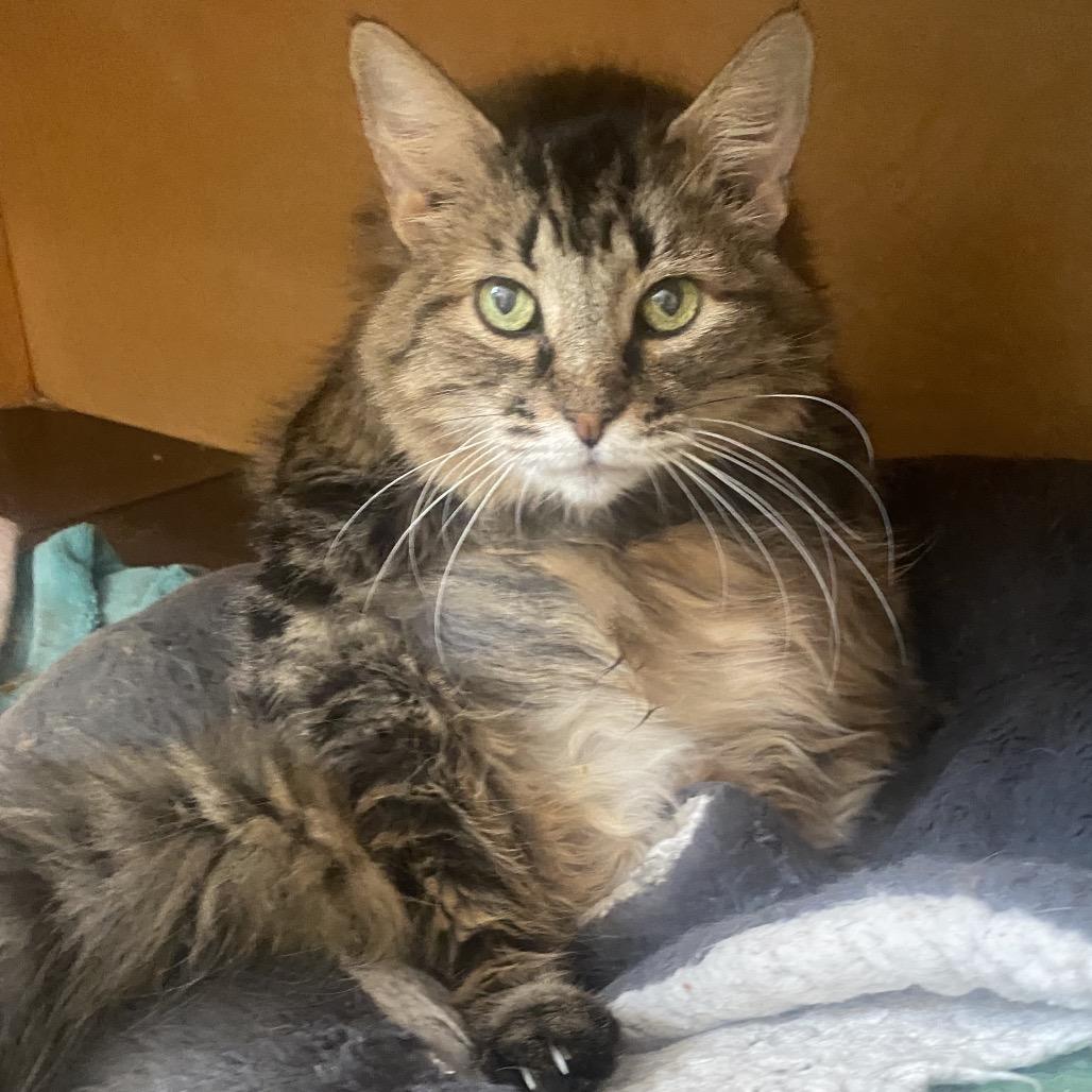 Sister Kerry, a Adoptable Domestic Long Hair in Colorado Springs, CO image 2/5