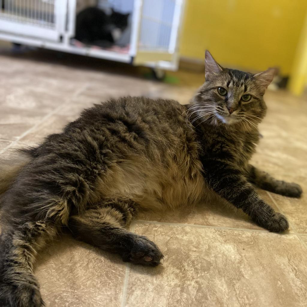 Sister Kerry, a Adoptable Domestic Long Hair in Colorado Springs, CO image 4/4