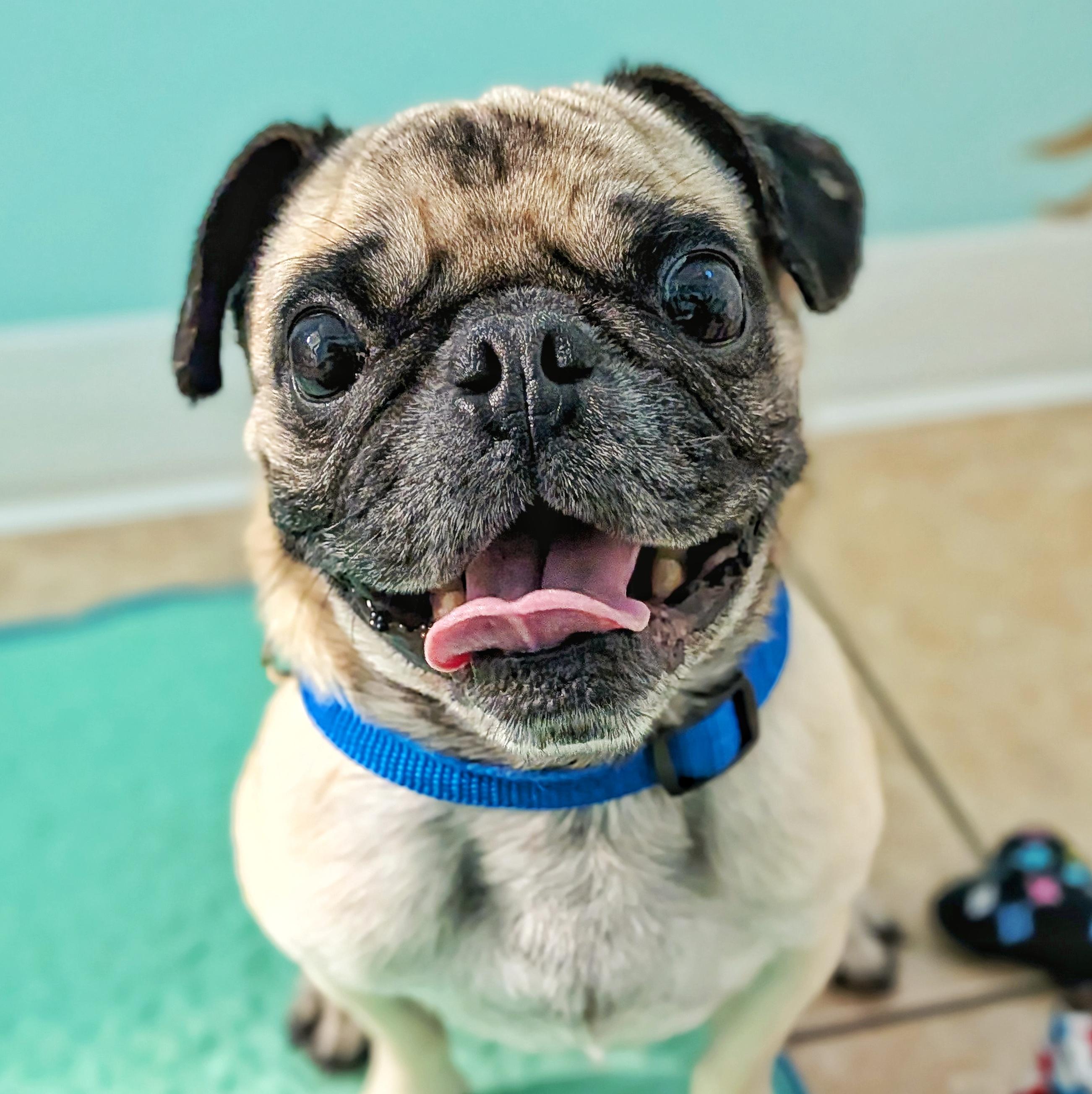 Coco, Adoptable, Adult Male Pug.