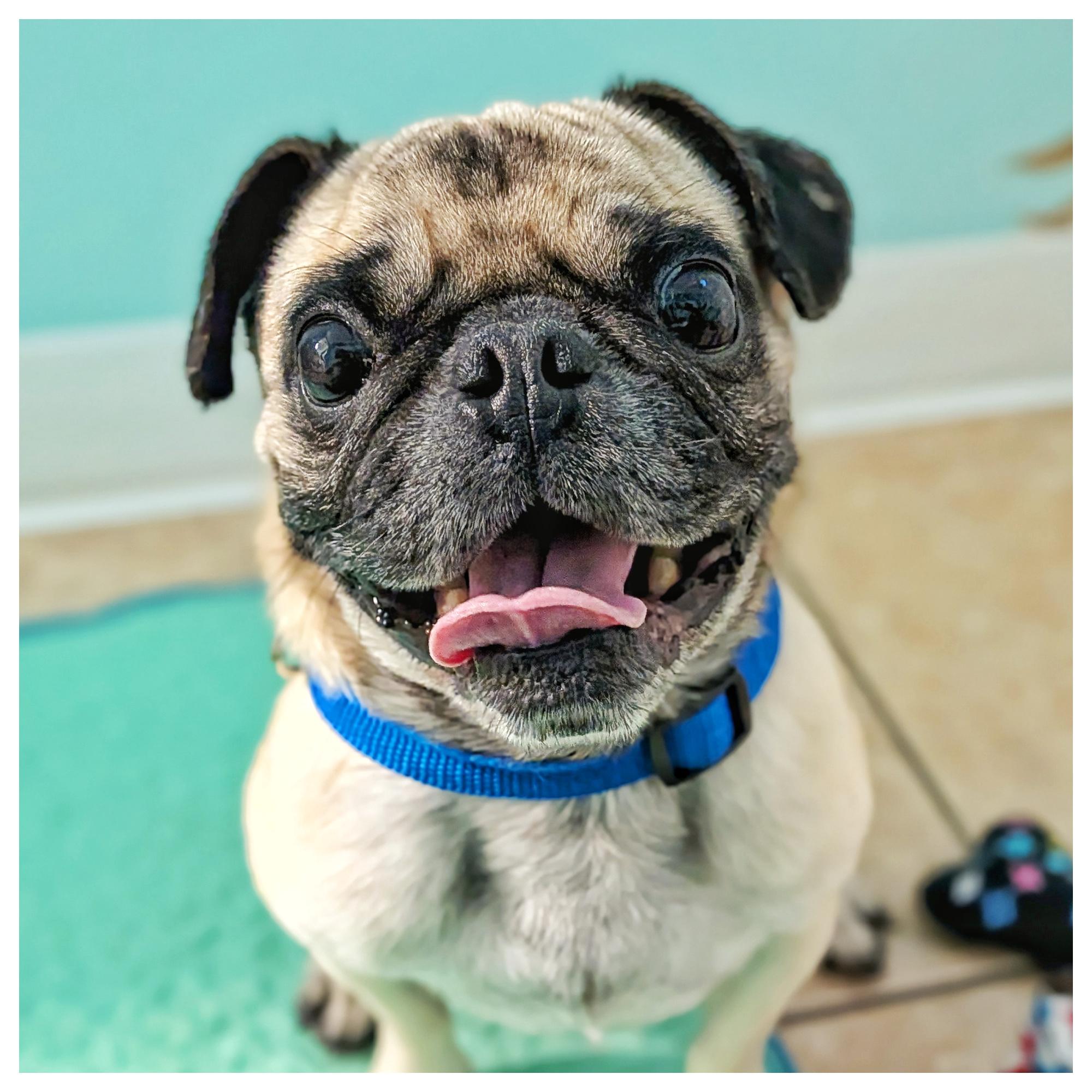 Coco, a Adoptable Pug in Eustis, FL image 2/2