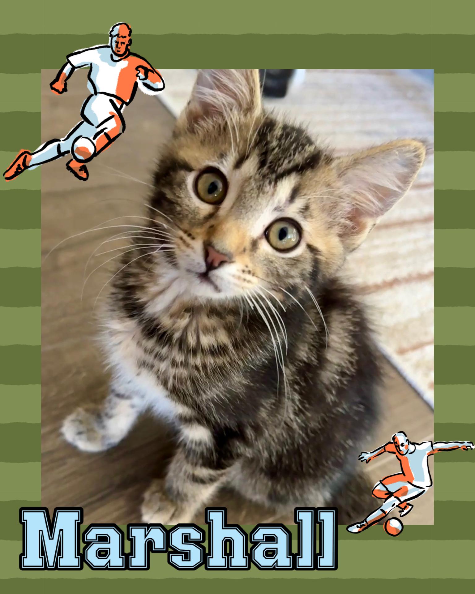 Marshall, adopted, Kitten Male Tabby.