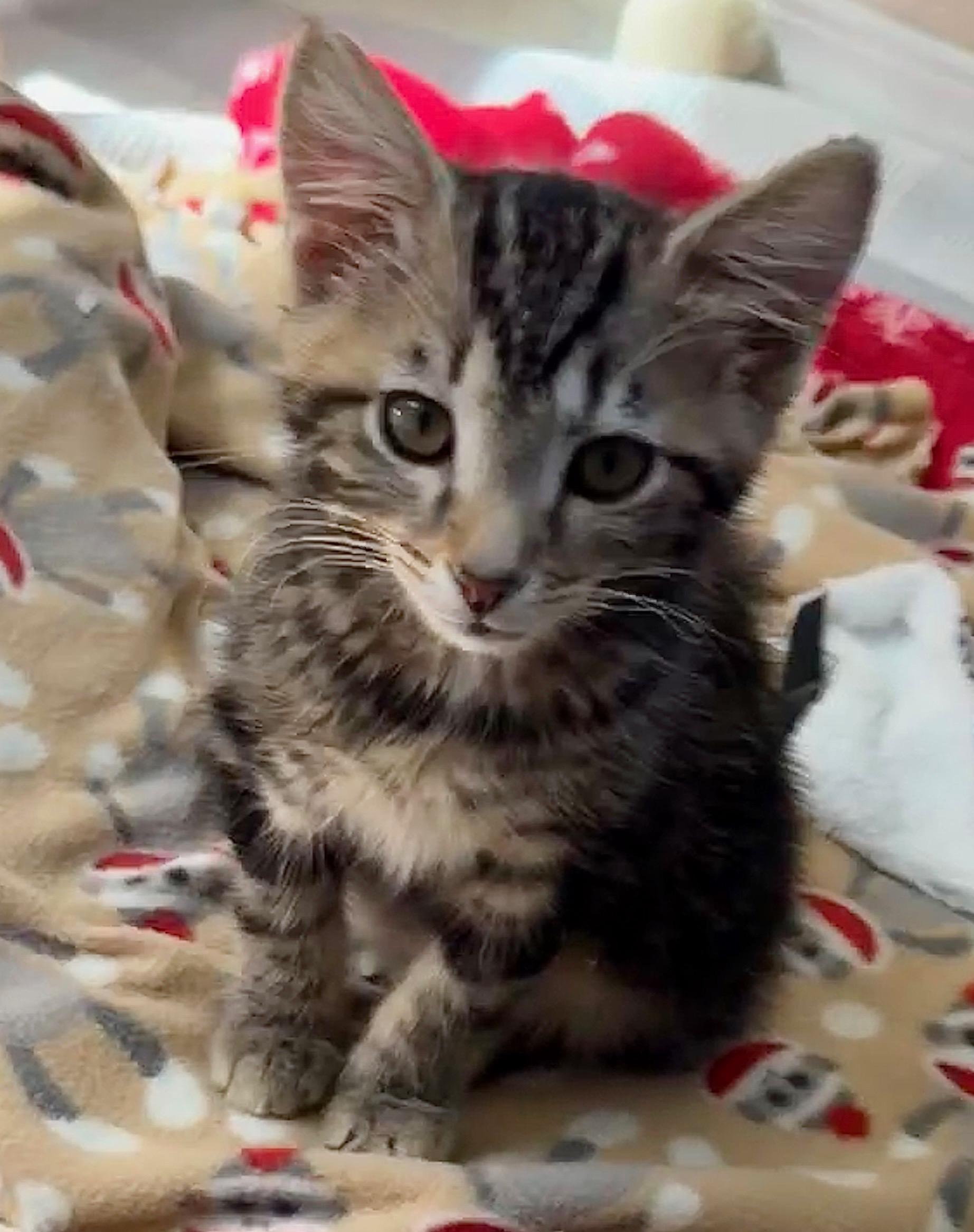 Marshall, an adopted Tabby in Pasco, WA image 3/3