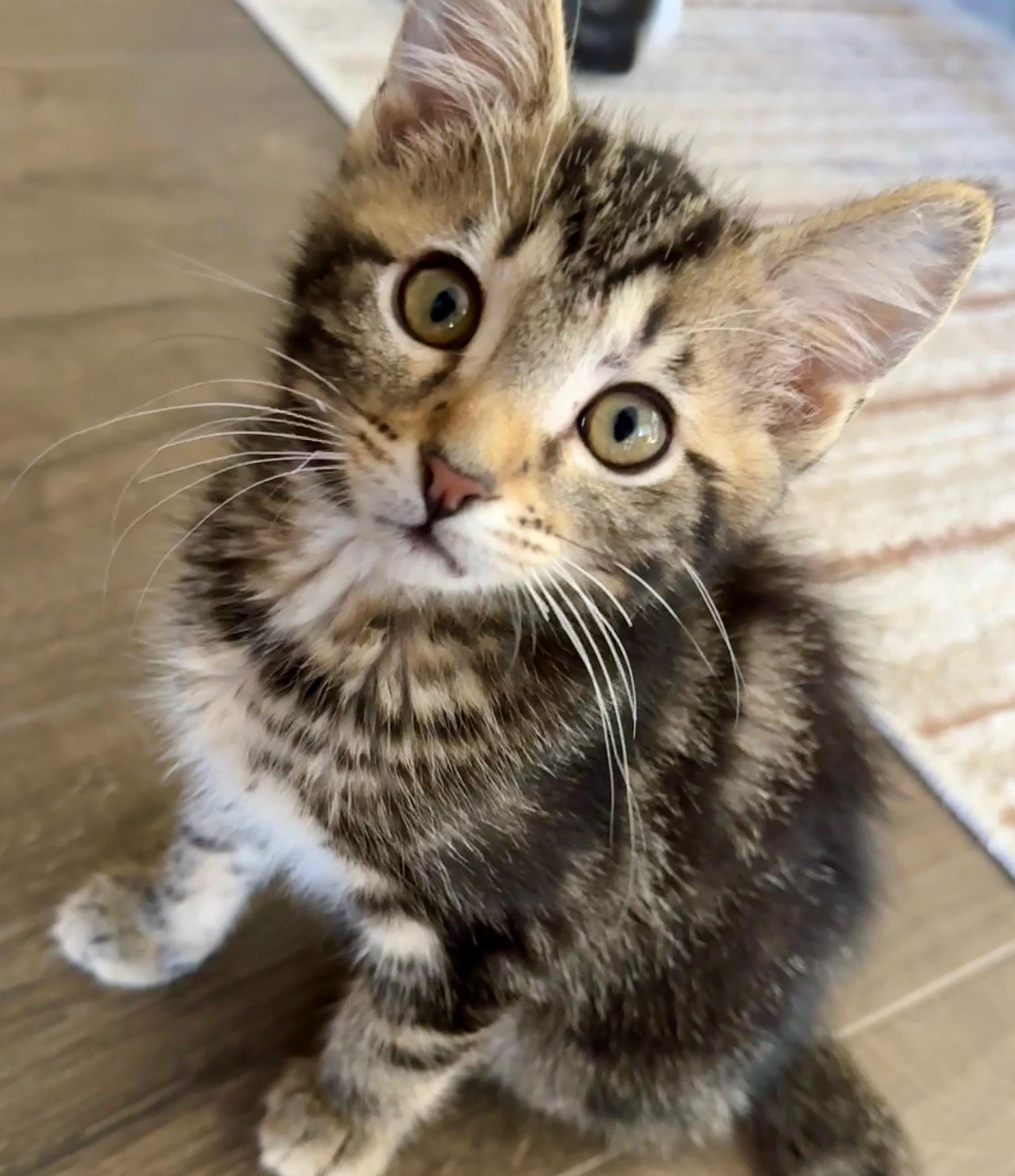 Marshall, an adopted Tabby in Pasco, WA image 2/3
