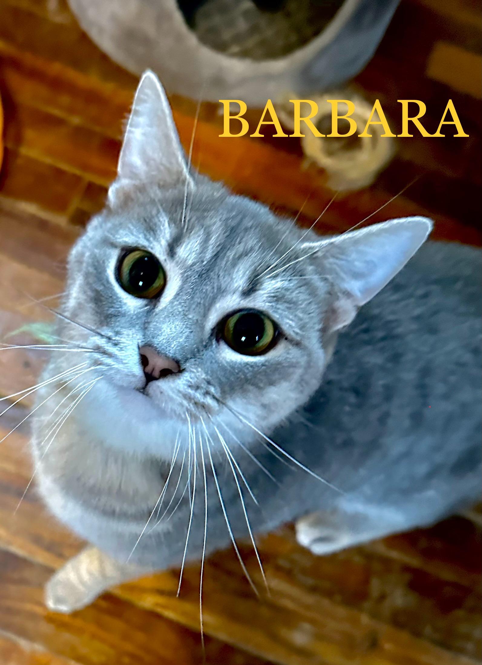 Barbara Walters, Adoptable, Young Female Domestic Short Hair.