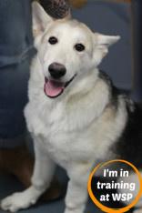 Apollo, Adoptable, Puppy Male Mixed Breed & Mixed Breed.